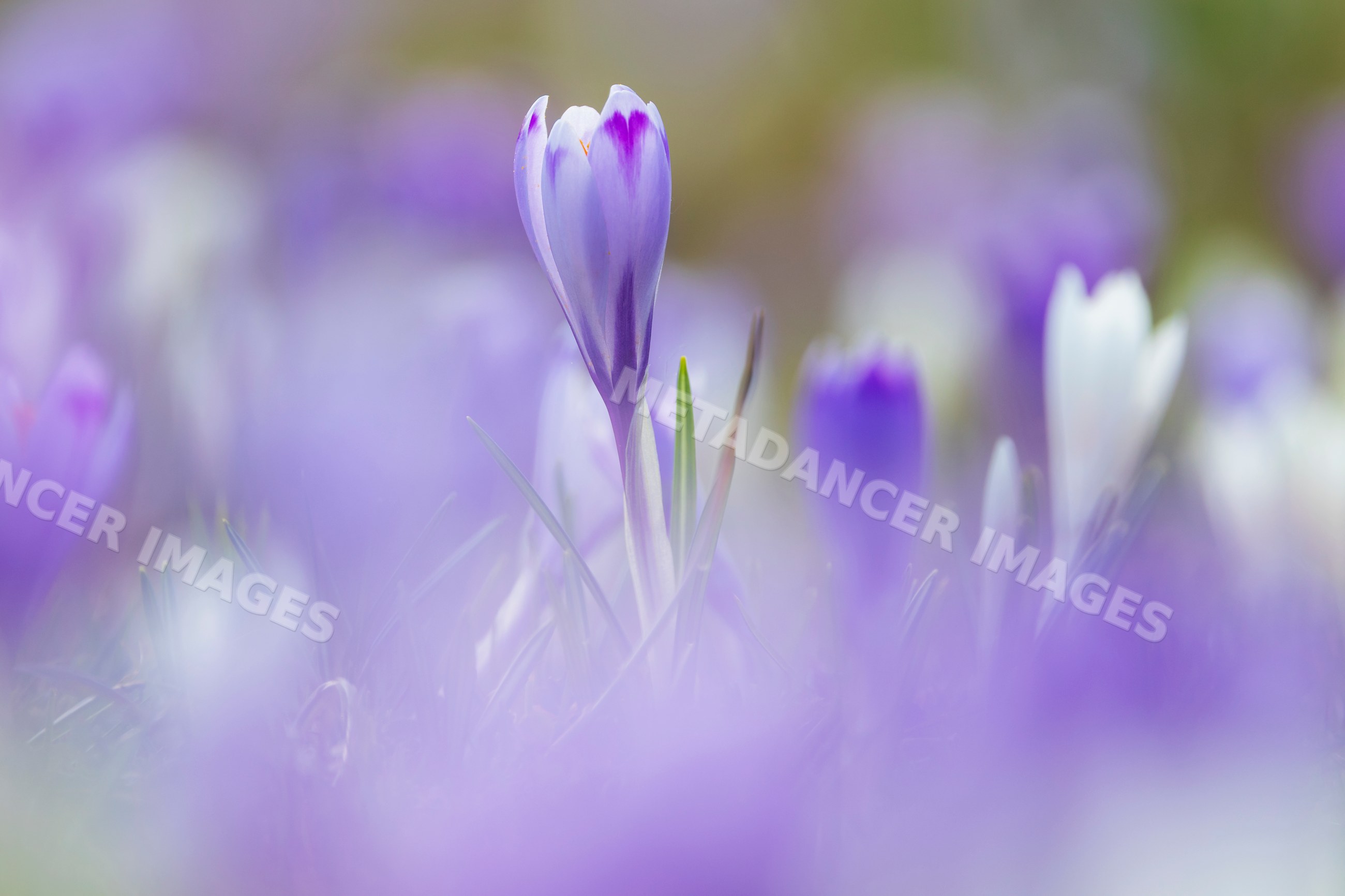 Crocus vernus flowers blooming in a mountain pasture