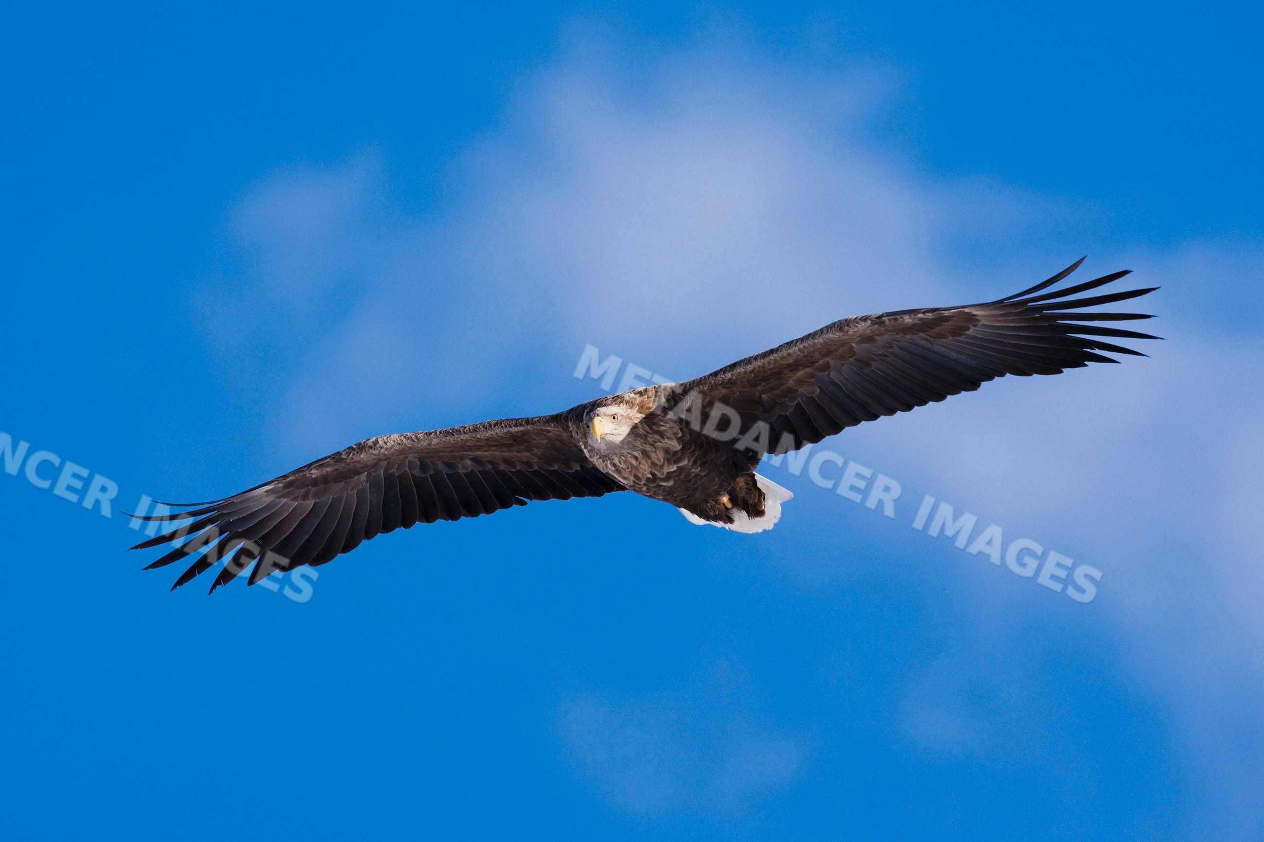 White-tailed eagle soaring in the sky japan