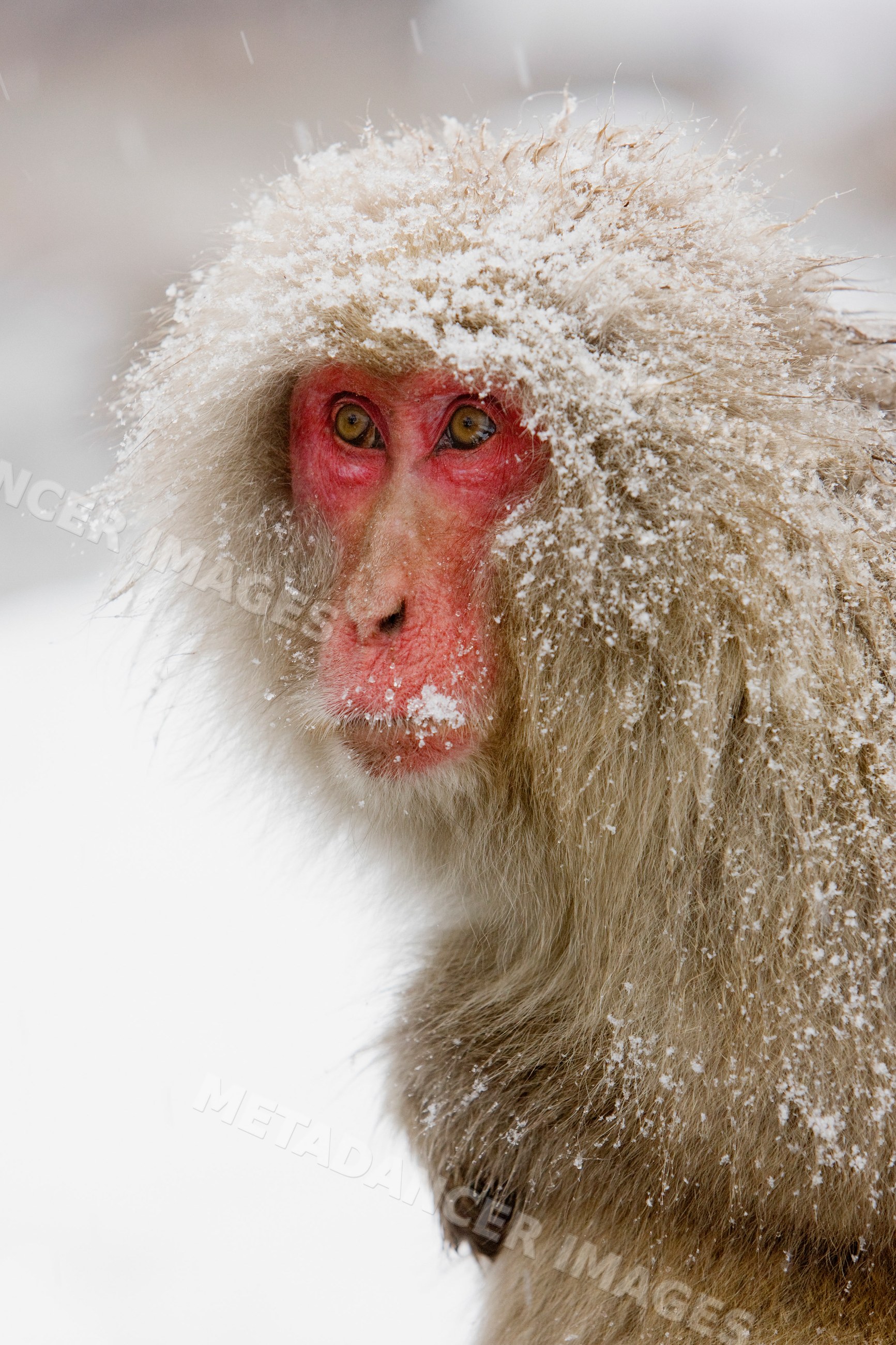 Japanese macaque with snow-covered fur japan winter