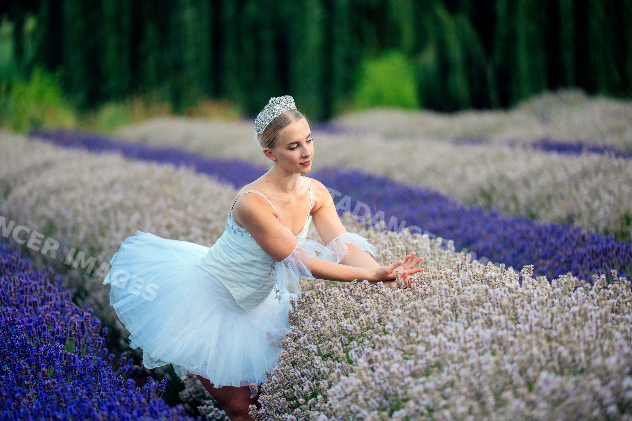 A ballet dancer in a white tutu poses gracefully in blooming lavender