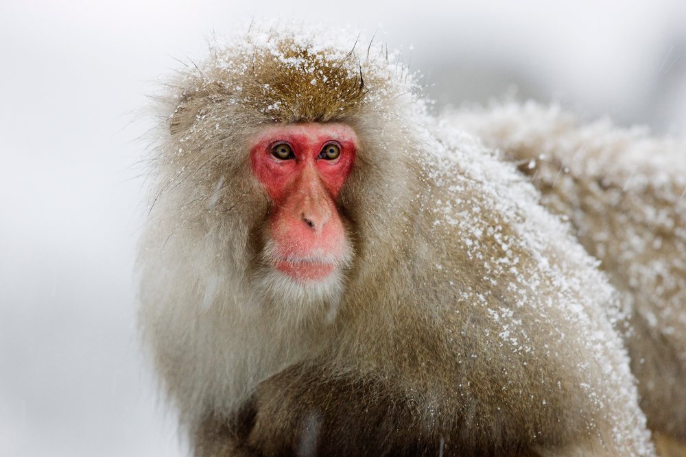 Japanese macaque covered in snow, japan