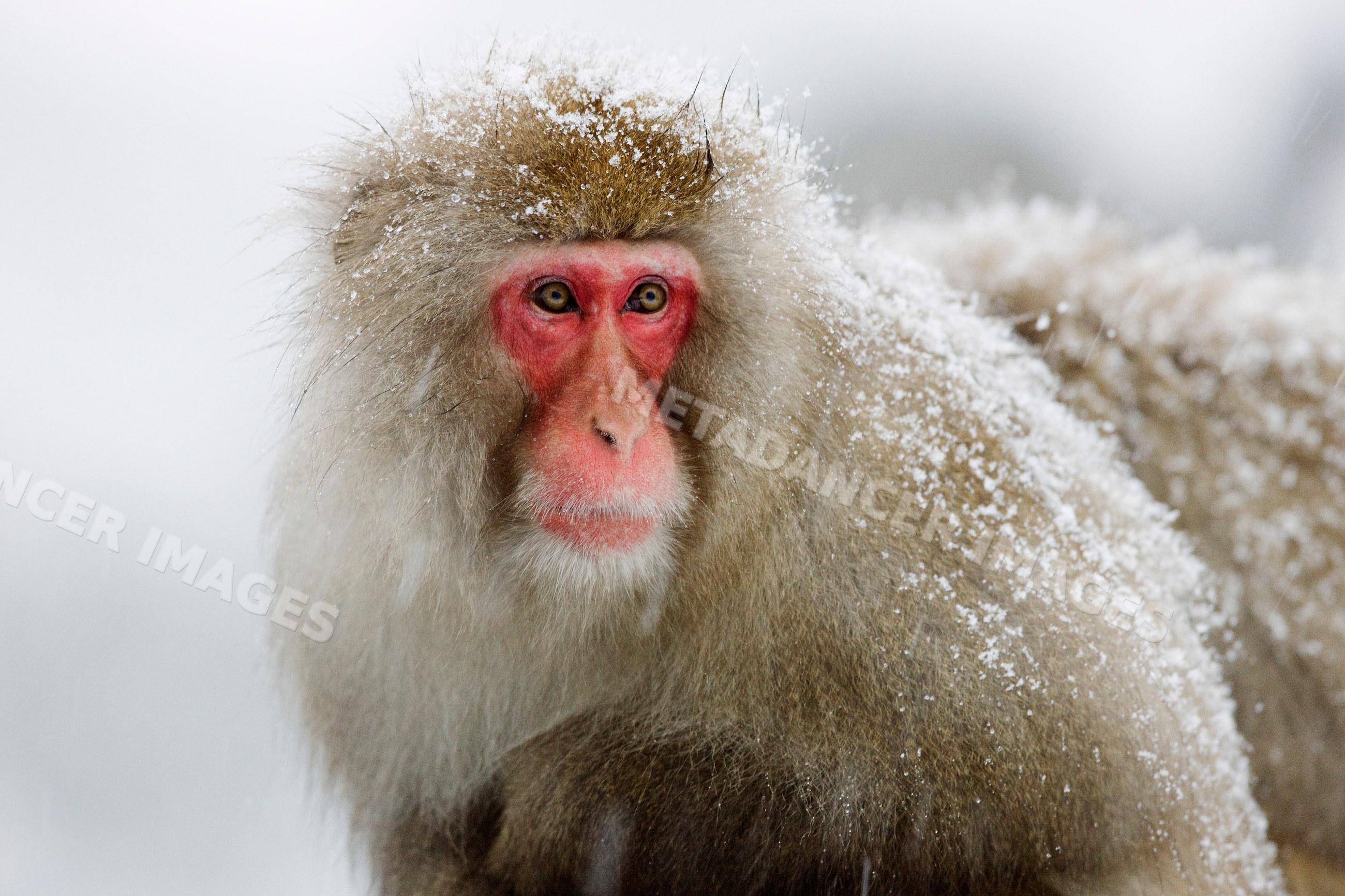 Japanese macaque covered in snow, japan