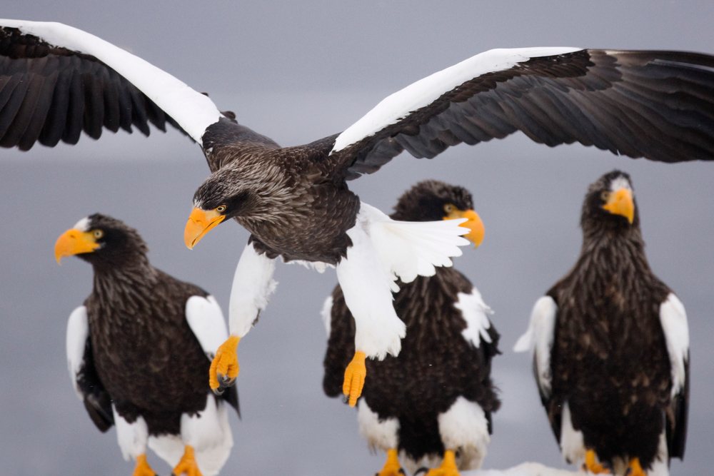 Steller's sea eagle in flight with others perched japan