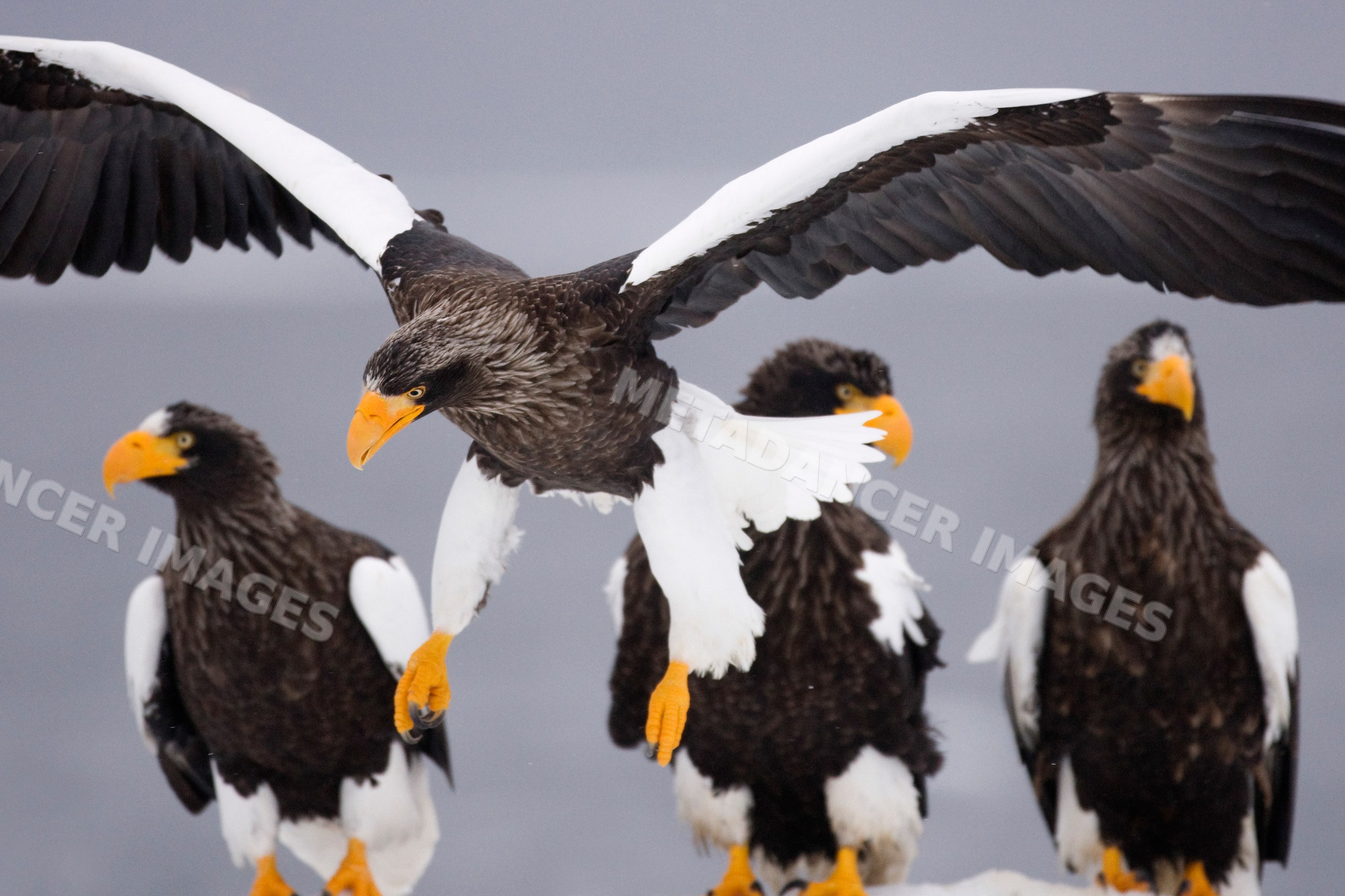 Steller's sea eagle in flight with others perched japan