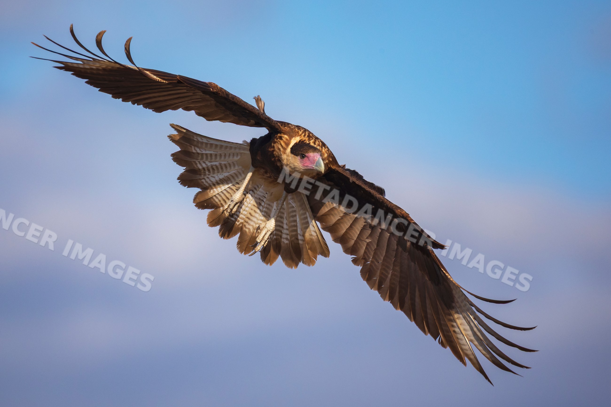Crested Caracara soaring in flight over santa clara ranch Texas
