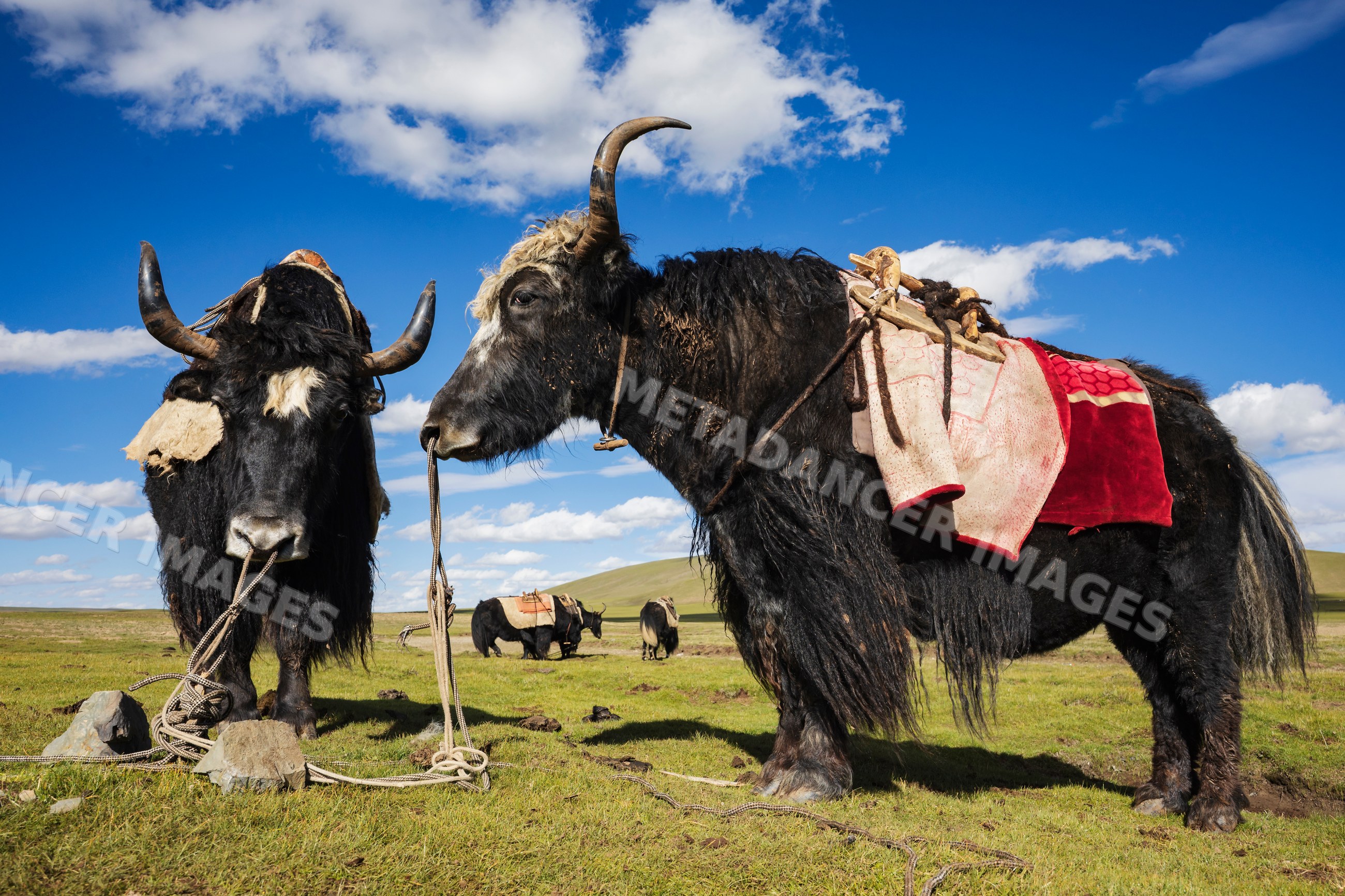 Pack yaks with packing gear on grassy plain in Kham Tibet