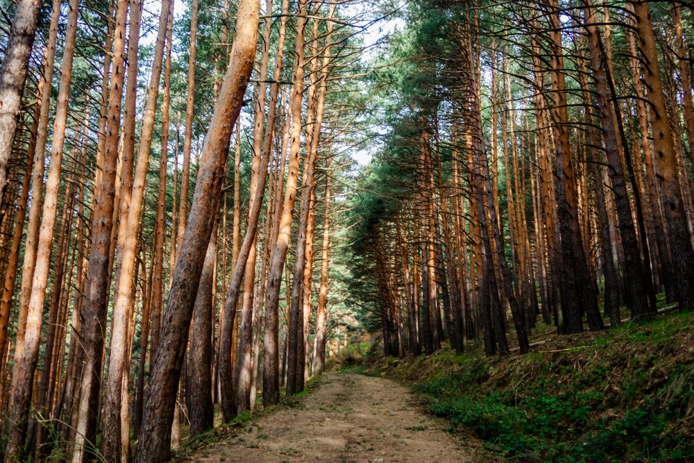 Trail path through dense pine forest