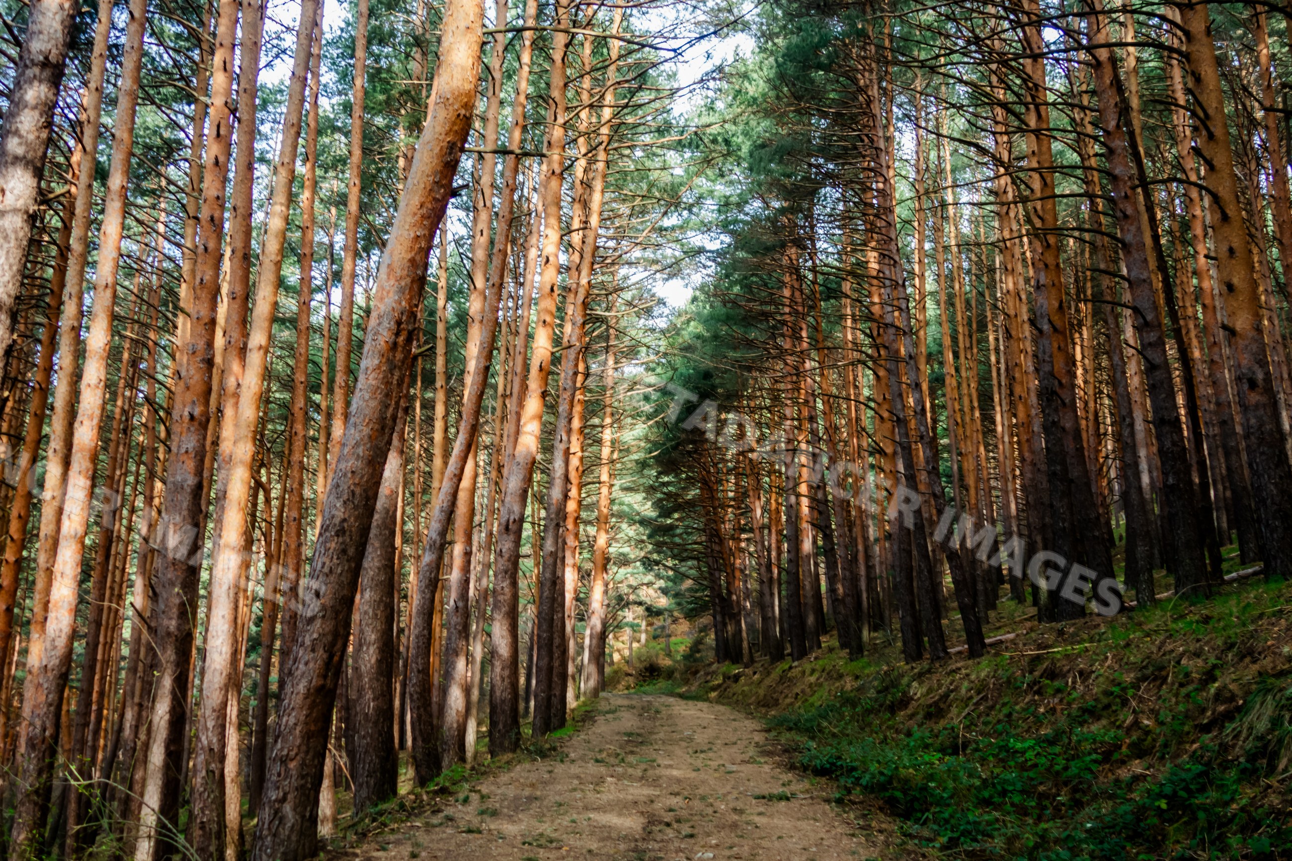 Trail path through dense pine forest