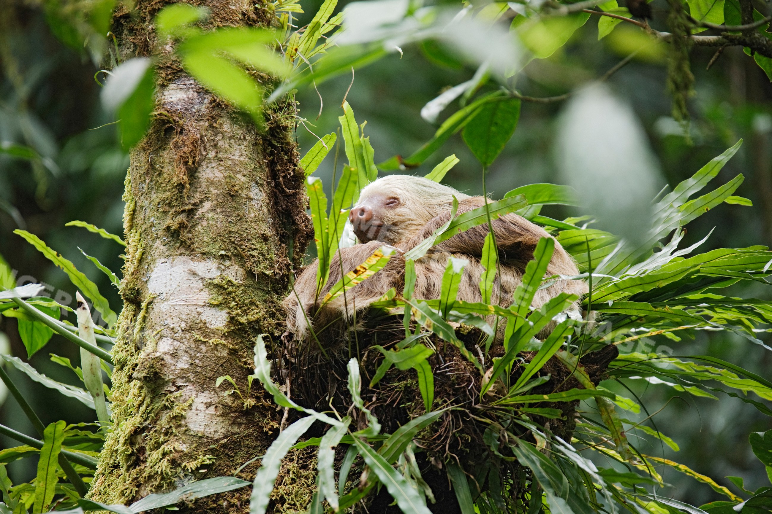 Two-toed sloth resting in fern-covered tree nest jungle