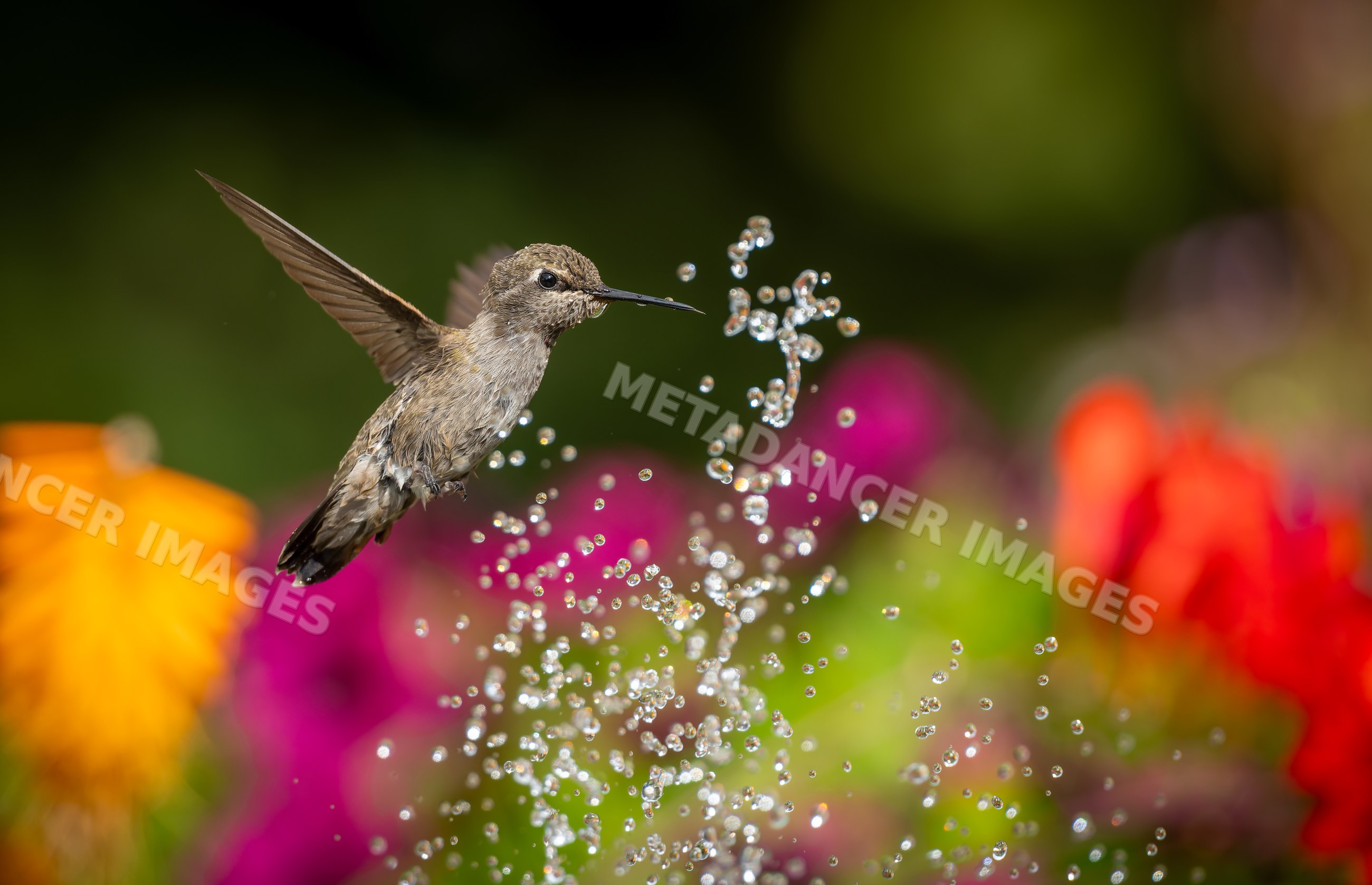 Hummingbird hovering near water droplets in a colorful garden