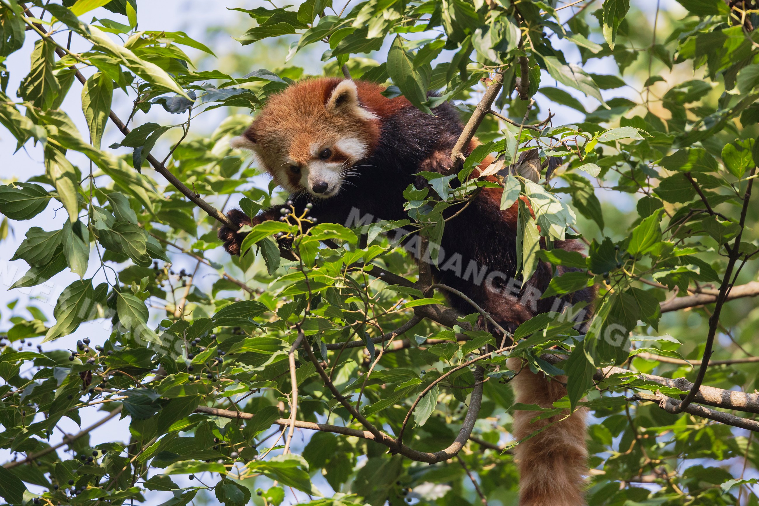 Red Panda climbing in a Tree in Kham Tibet near chengdu