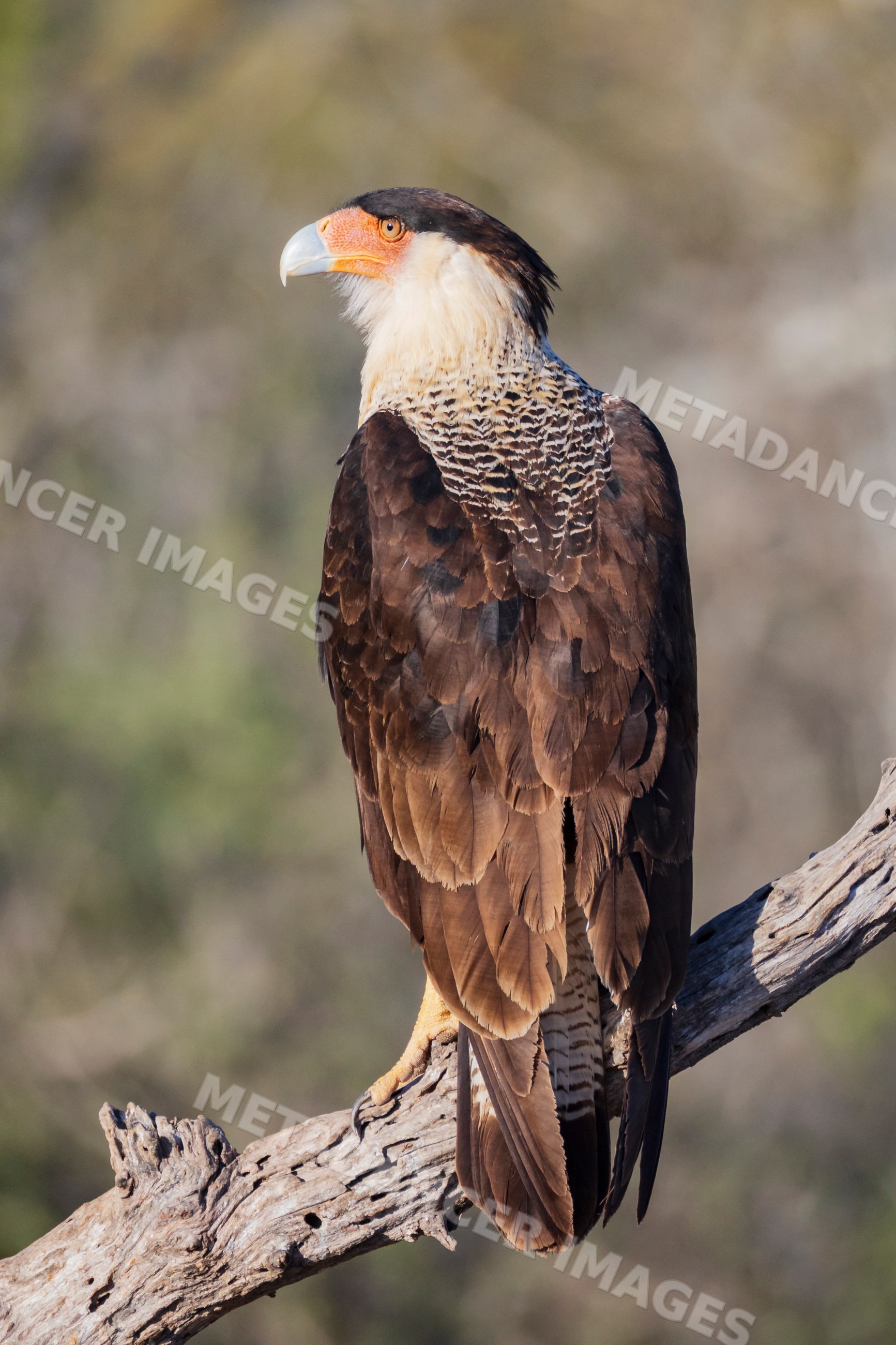 Crested Caracara perched on a branch in South Texas wildlife