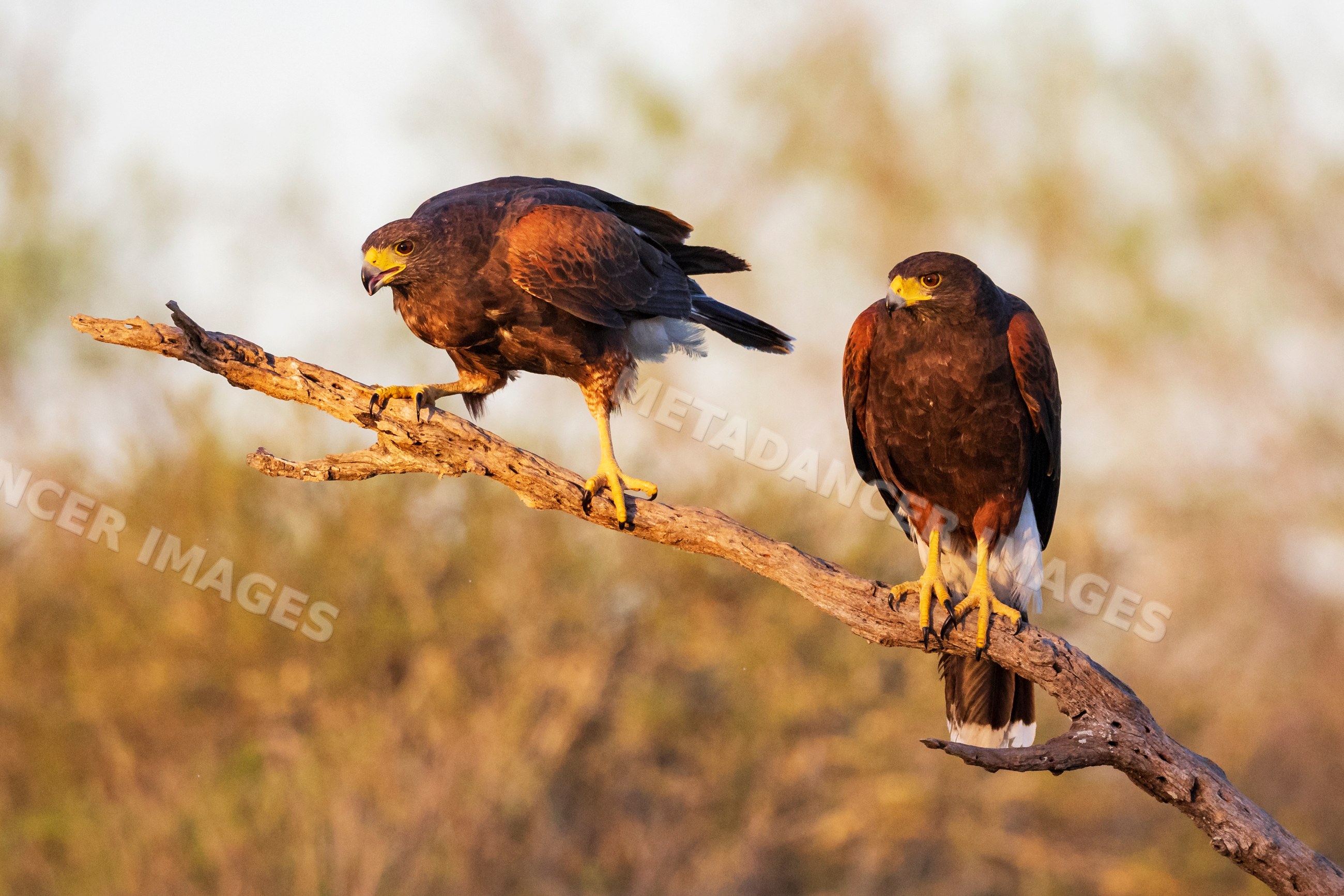 Harris hawks perched on dead tree branch