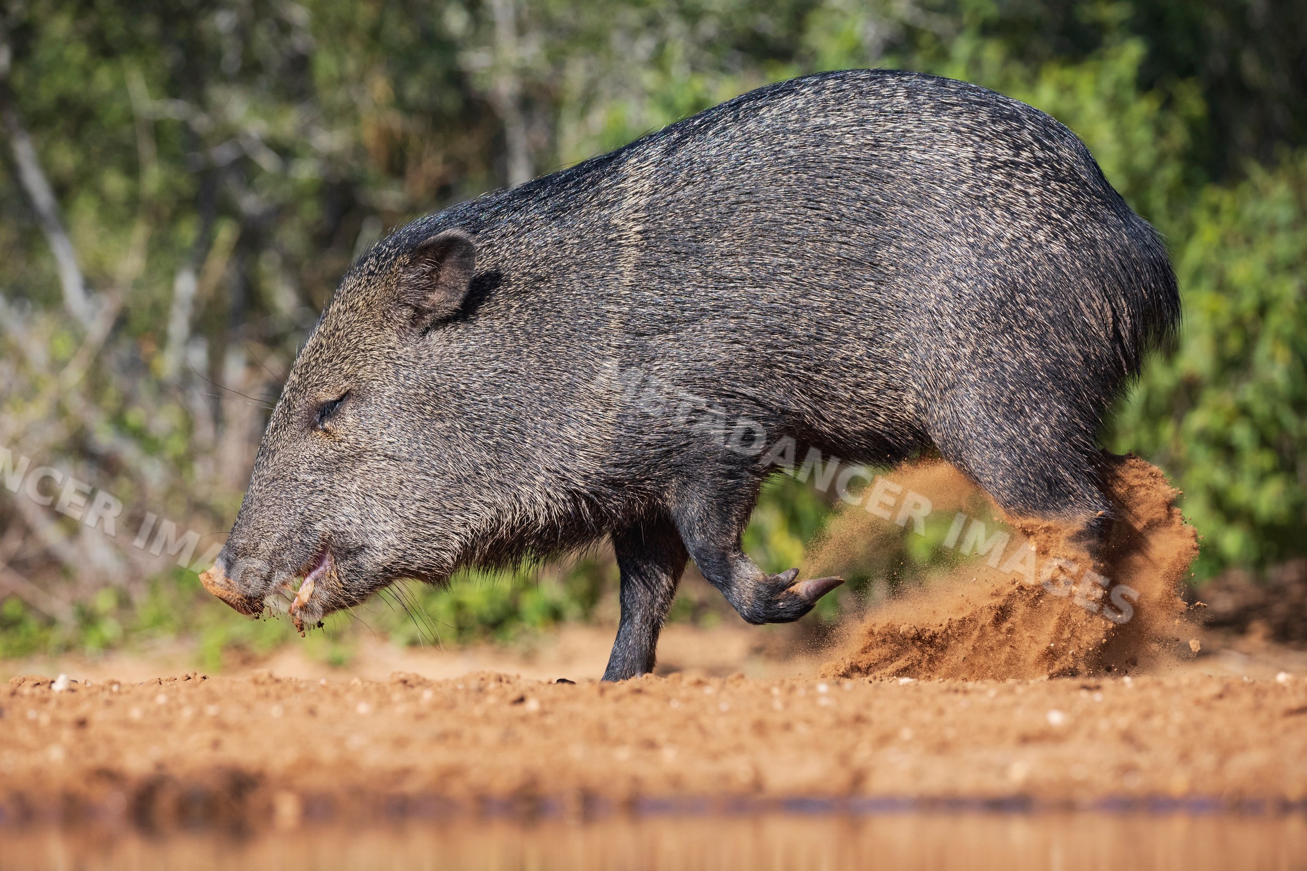 Javalina foraging in natural habitat at santa clara ranch