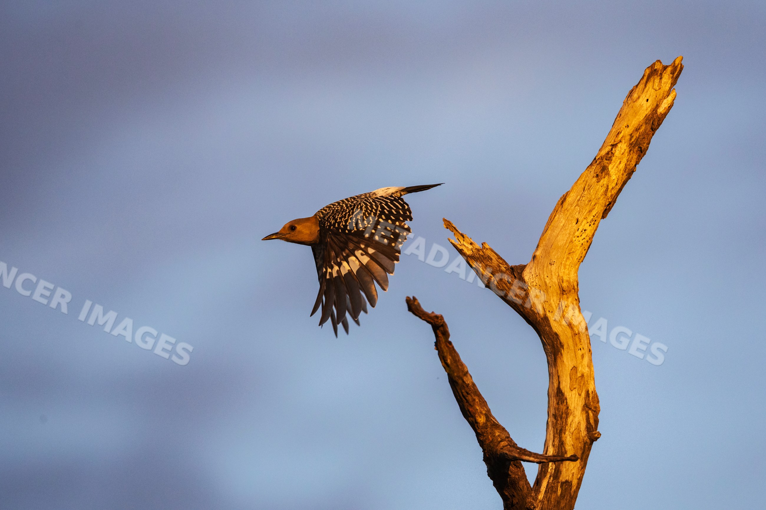 Woodpecker flying from a Dead Tree at Sunset in Texas Ranch