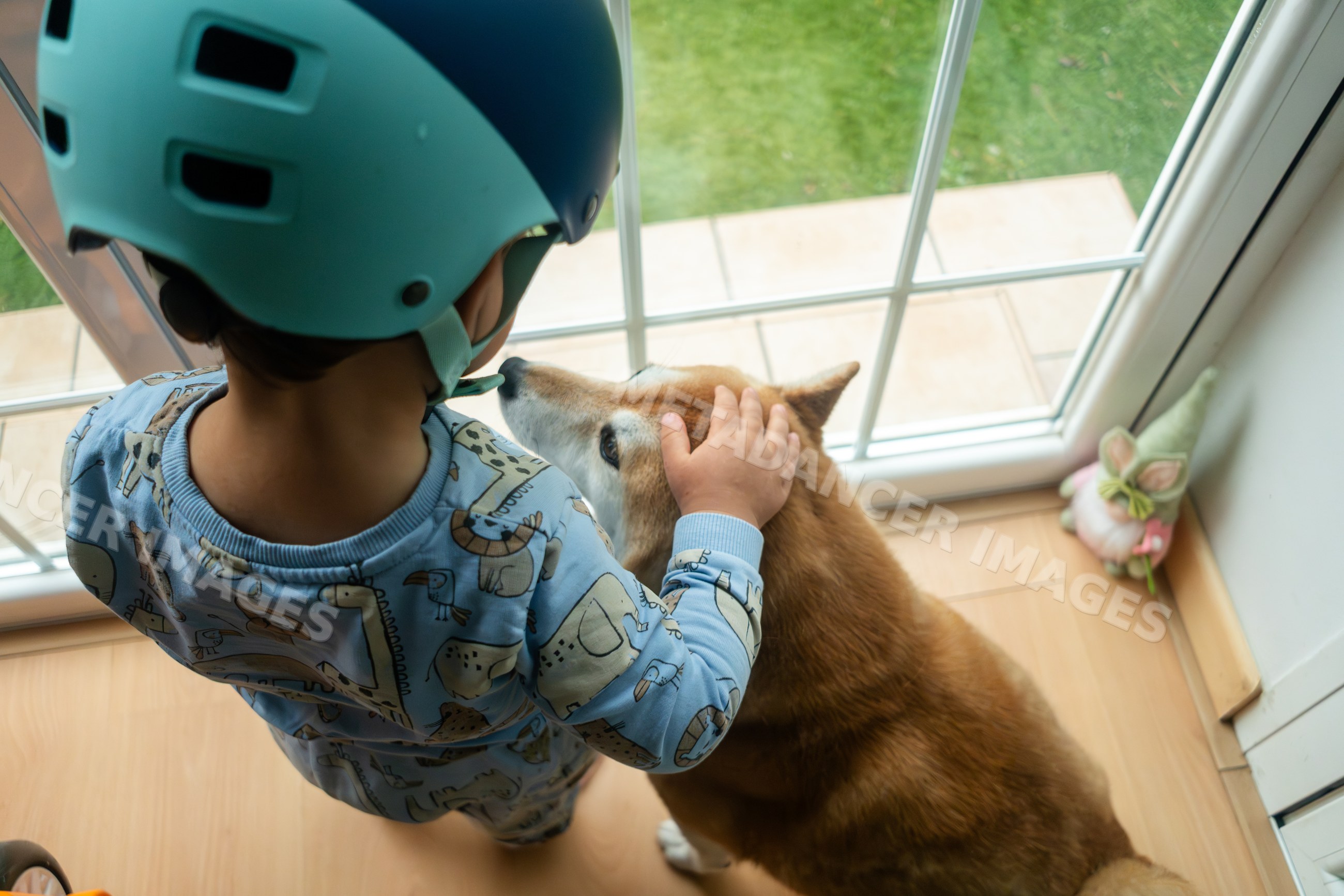 A young white boy wearing a helmet pets a small brown dog indoors