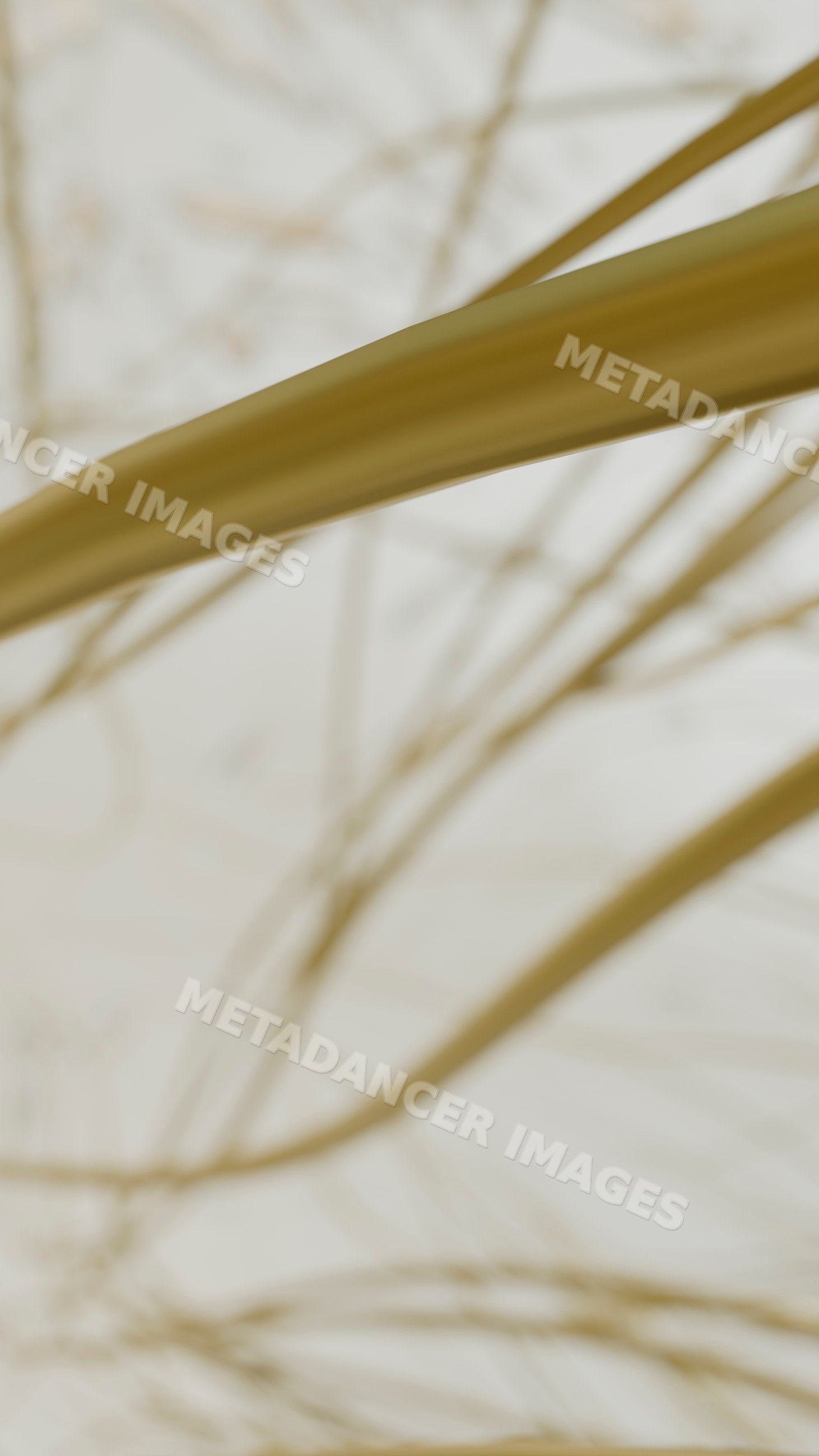 Close-up of dry grass blades with soft focus natural texture