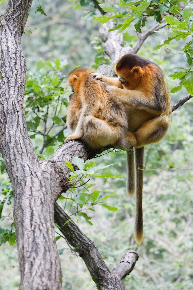 Golden monkeys grooming on tree branch china