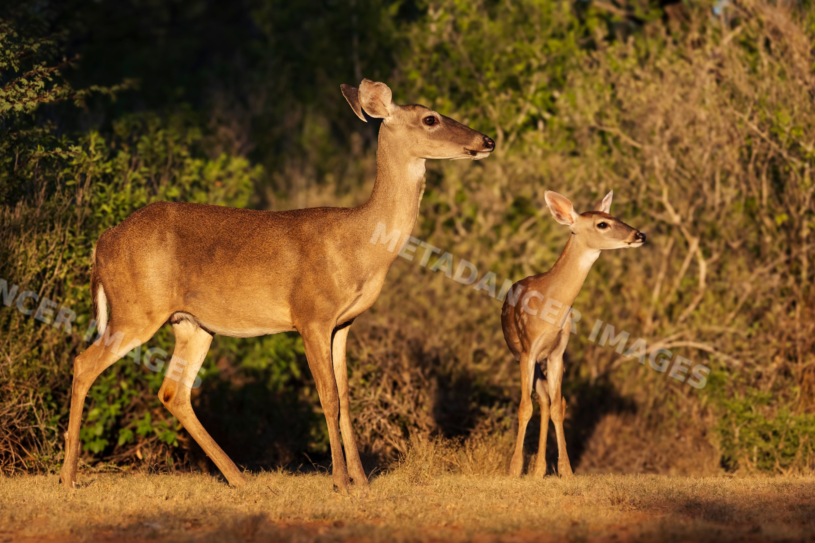 Doe and young deer standing on grassy field at santa clara Ranch Texas