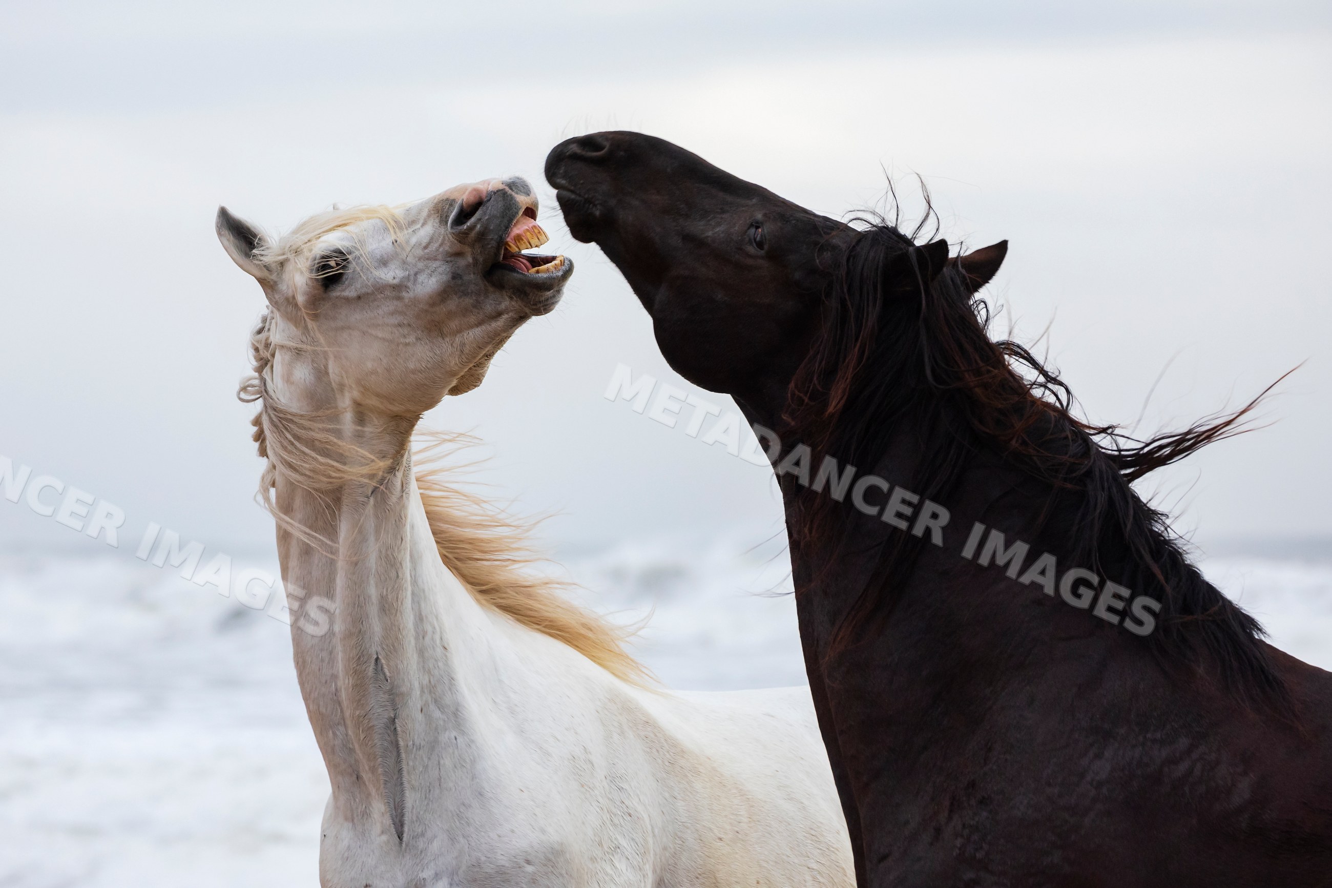 Horses interacting on Beach at Essaouira Morocco coastline