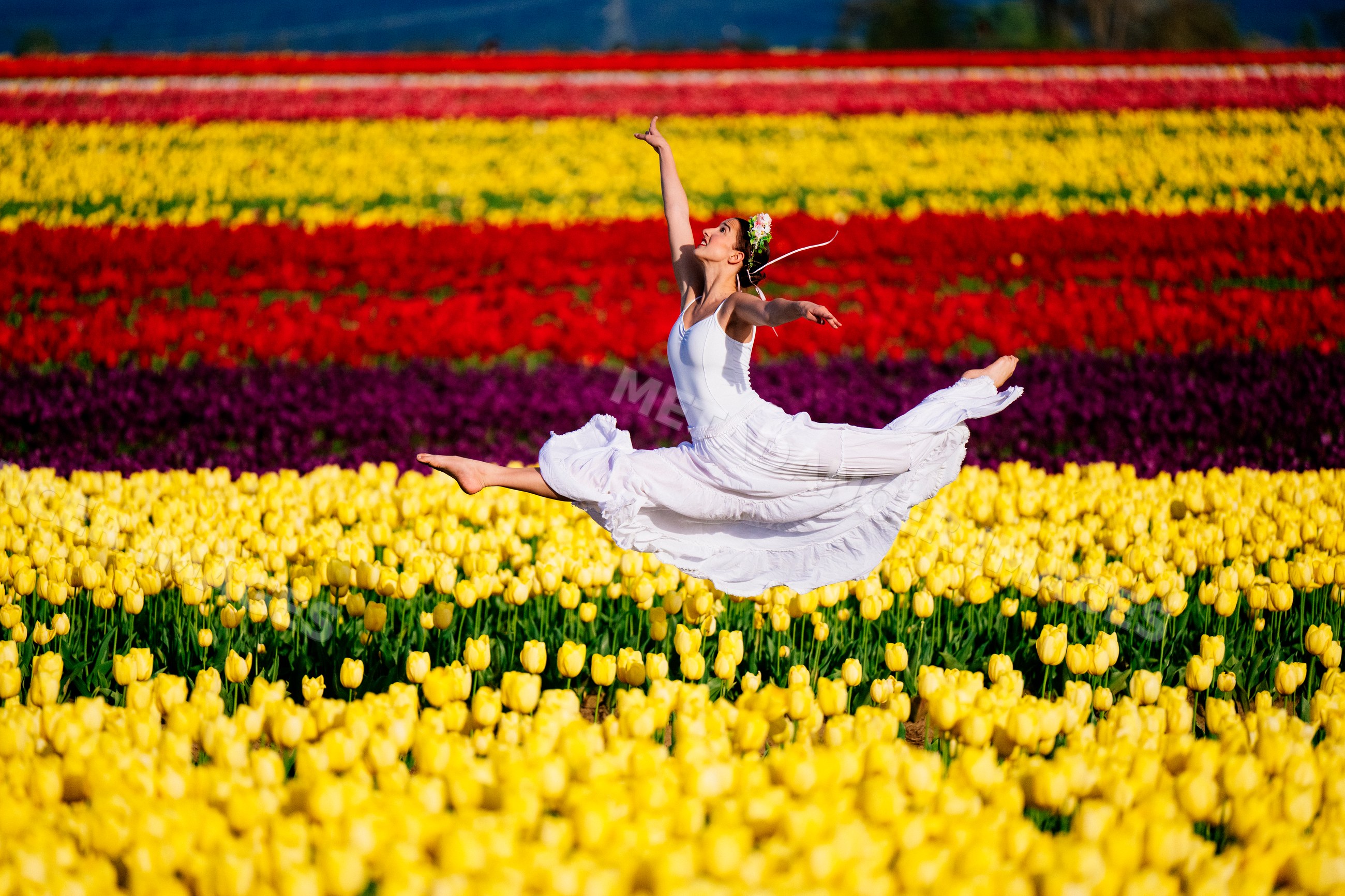 Ballet white dancer leaping above vibrant tulip fields