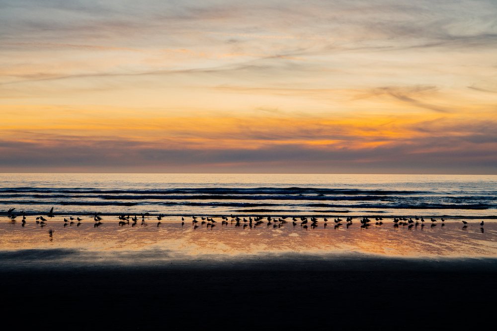 Sunset with seagulls on Oregon ocean beach shore