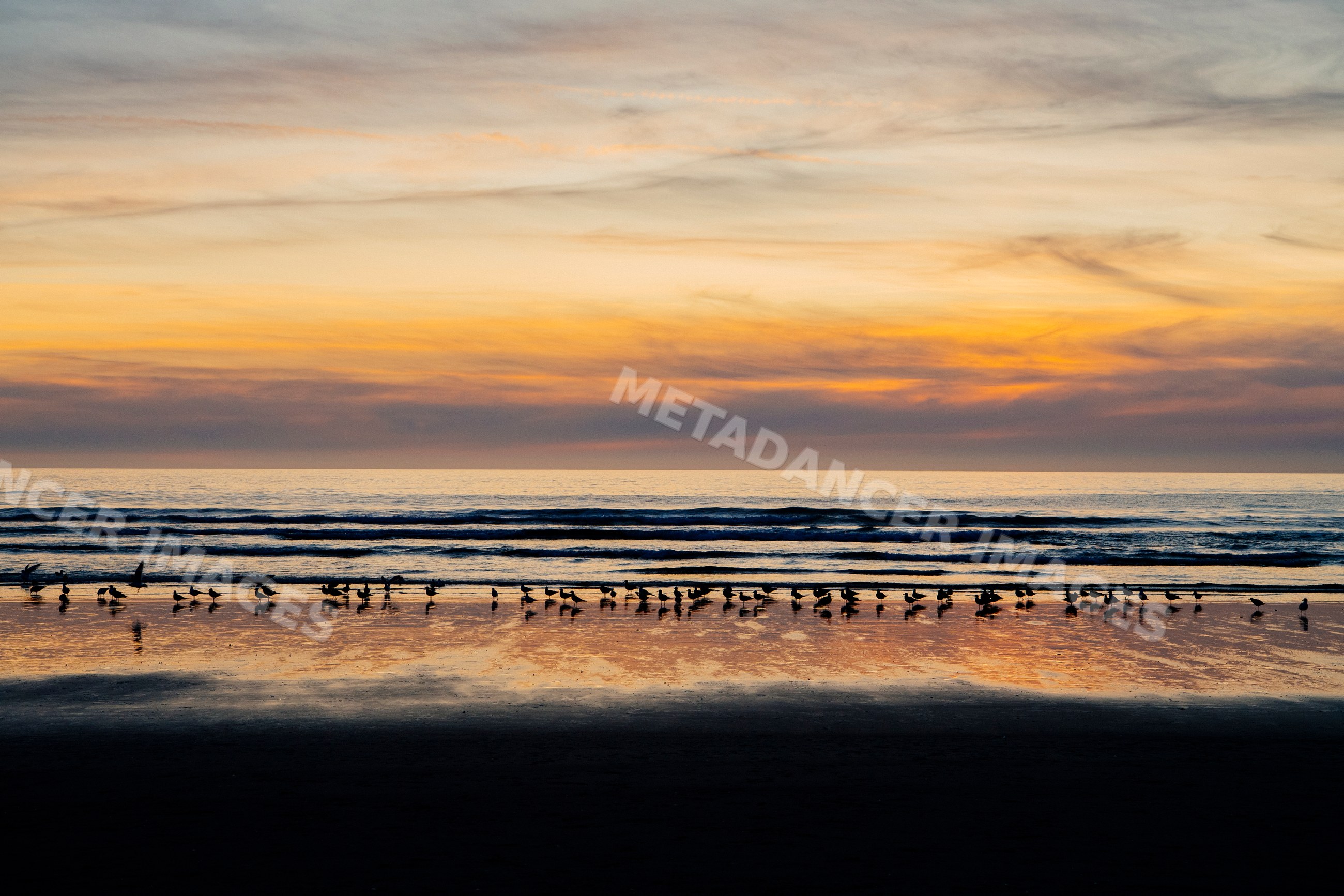Sunset with seagulls on Oregon ocean beach shore