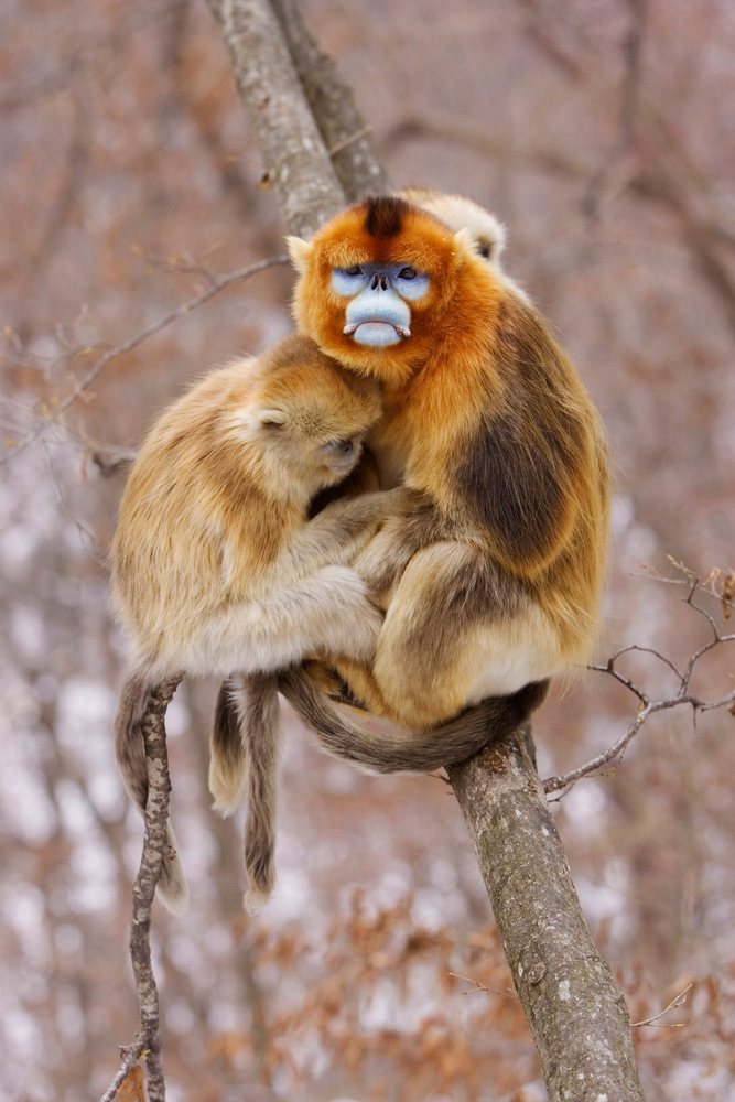 Golden monkey mother and young on a tree branch