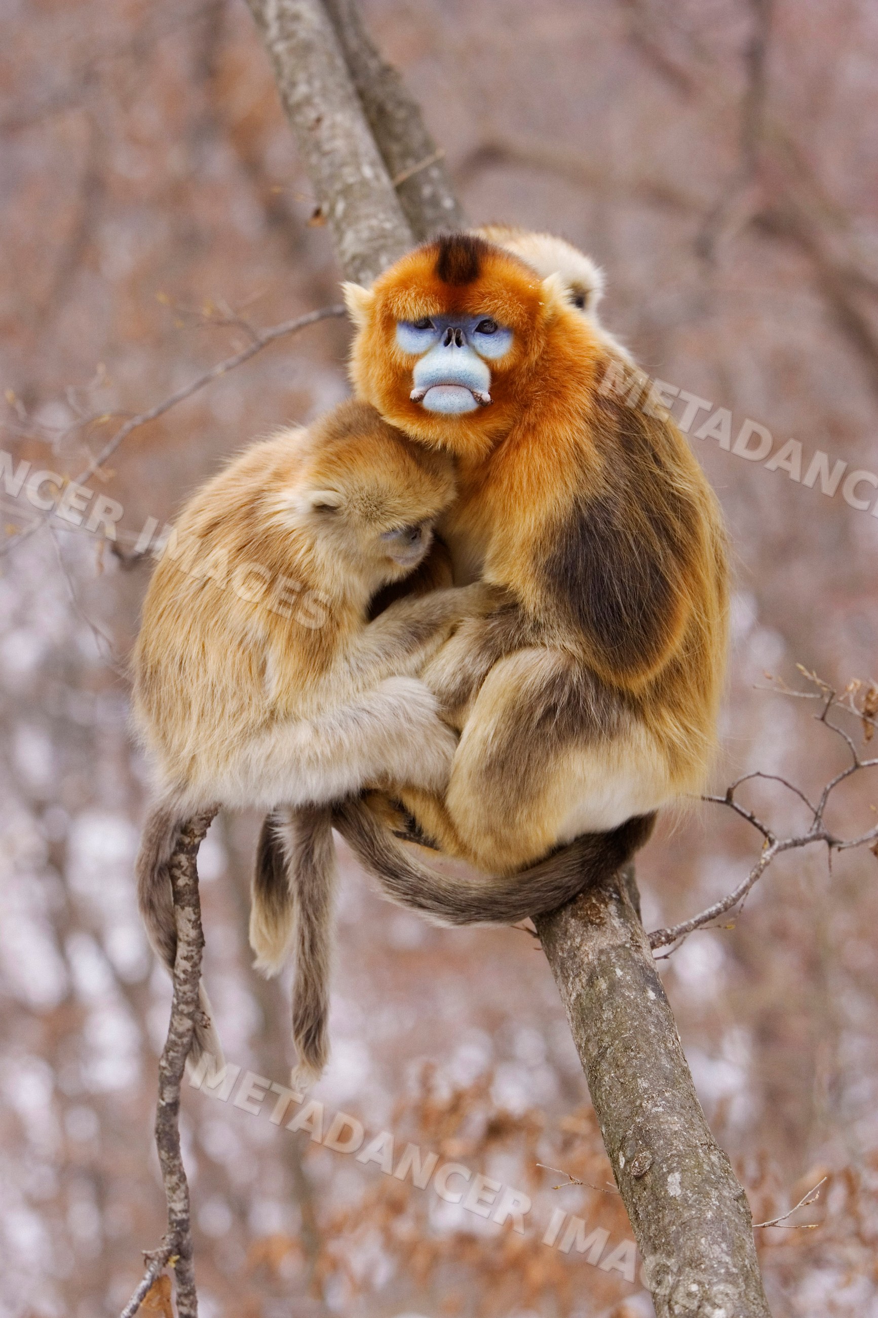 Golden monkey mother and young on a tree branch