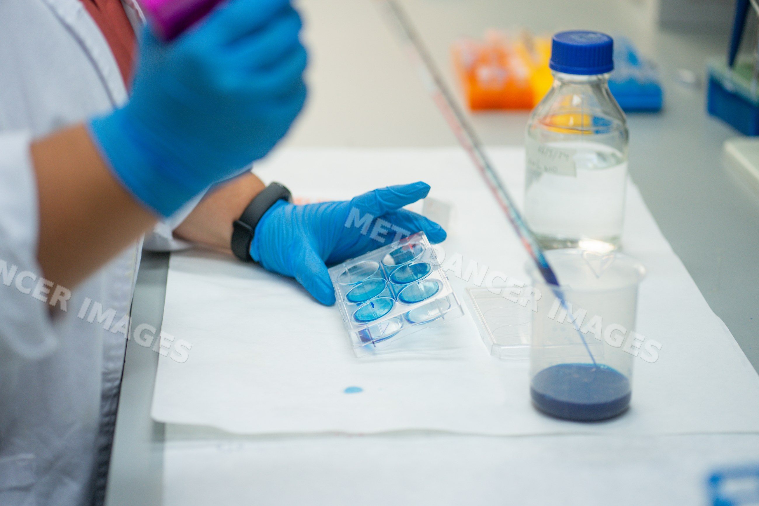 Researcher handling plastic well plate with blue liquid in laboratory