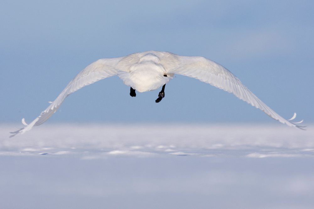 Whooper swan flying over water, hokkaido, japan