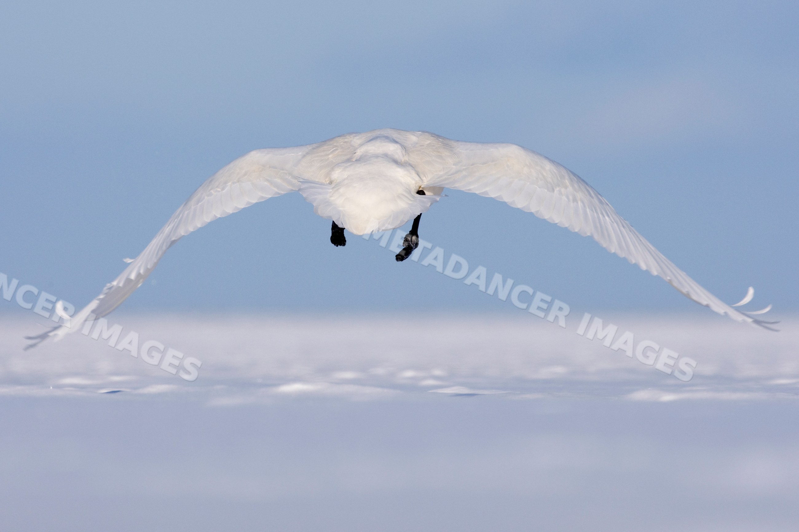 Whooper swan flying over water, hokkaido, japan