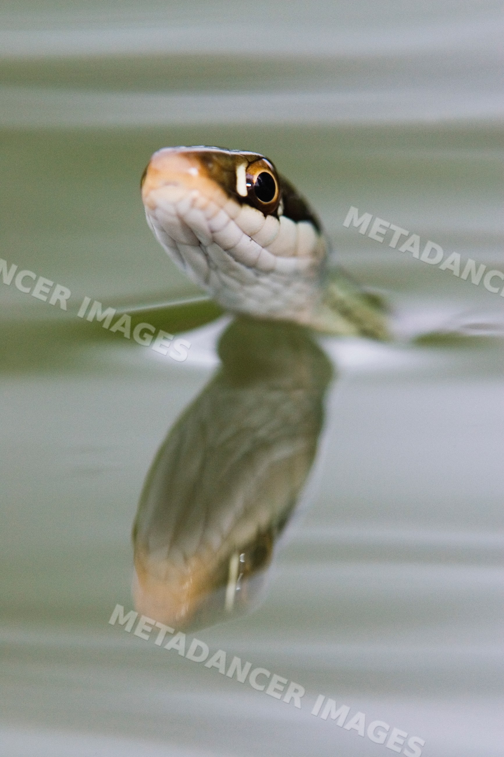 Ribbon snake swimming with head above water