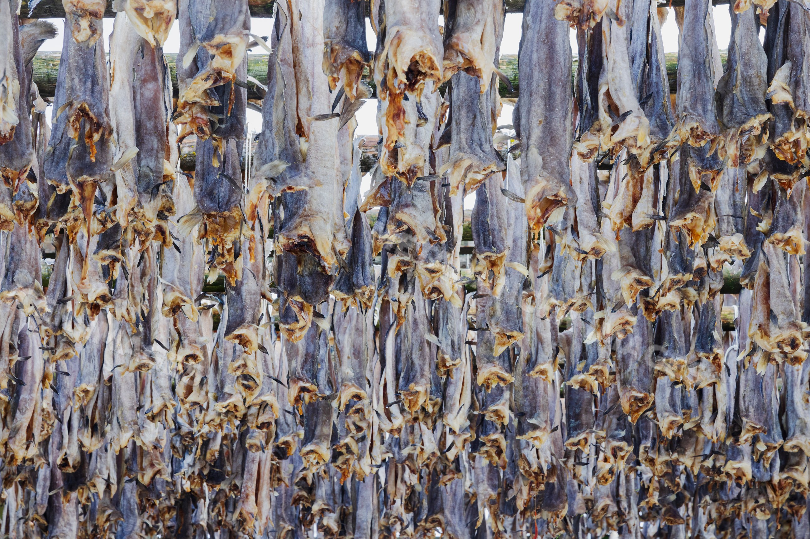 Cod drying on wooden racks in henningsvaer, Lofoten, Norway