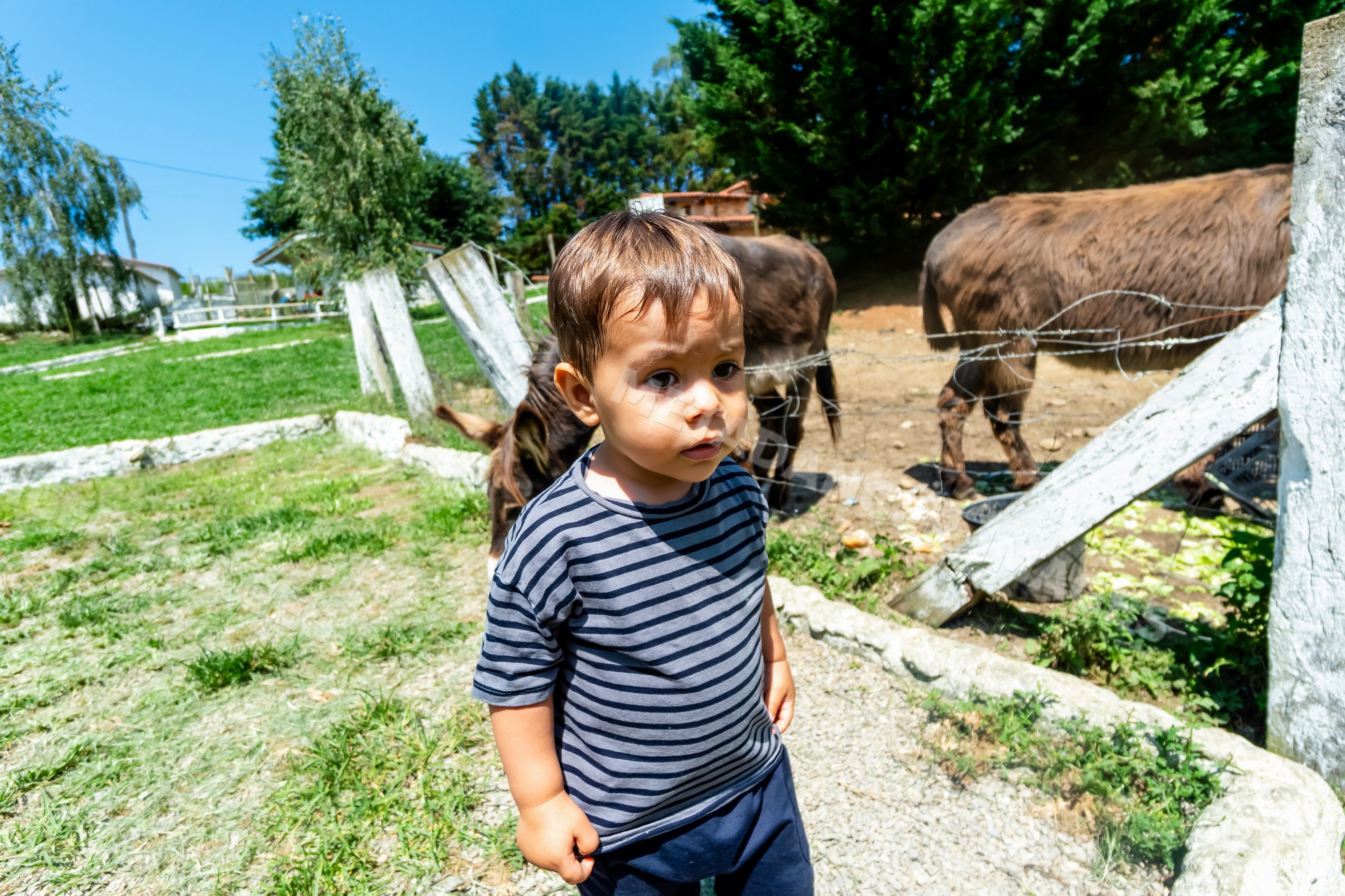 Toddler white boy near donkeys on farm