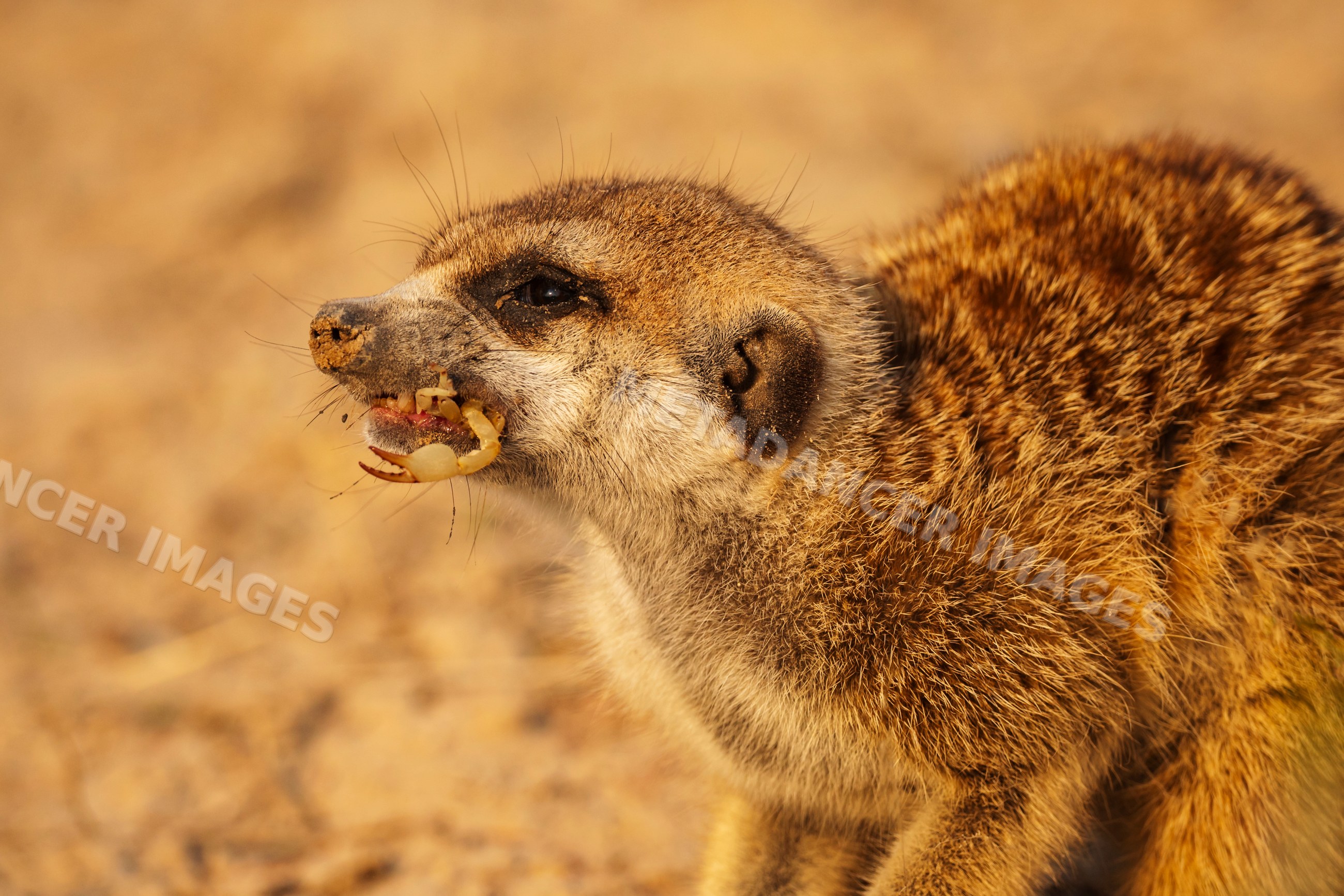 Meerkat eating Scorpion in Kalahari Desert South Africa