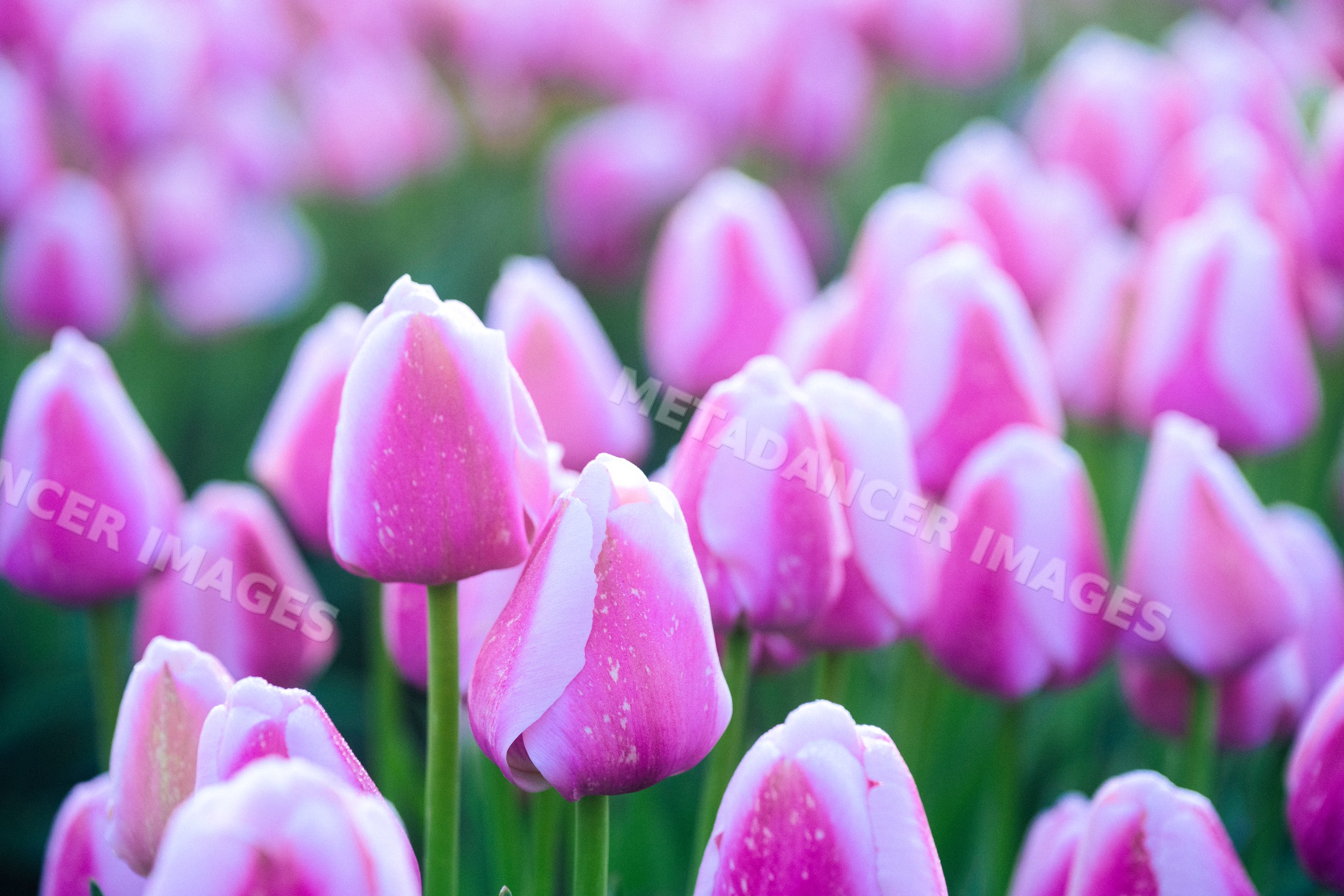 Pink tulips blooming in a spring garden