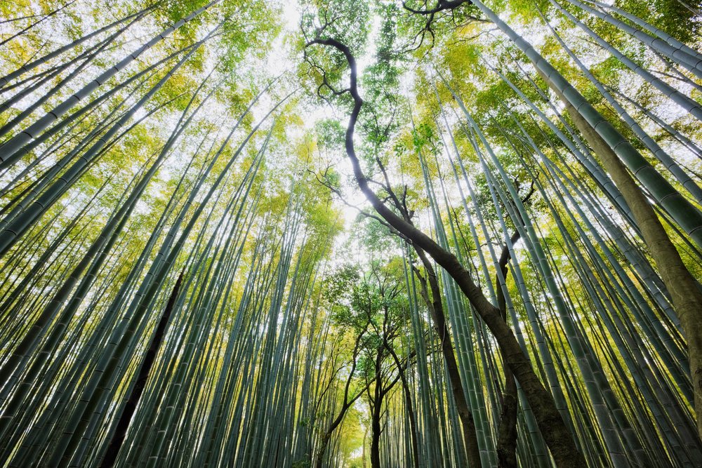 Bamboo forest with tall stalks near tenryū-ji garden kyoto japan