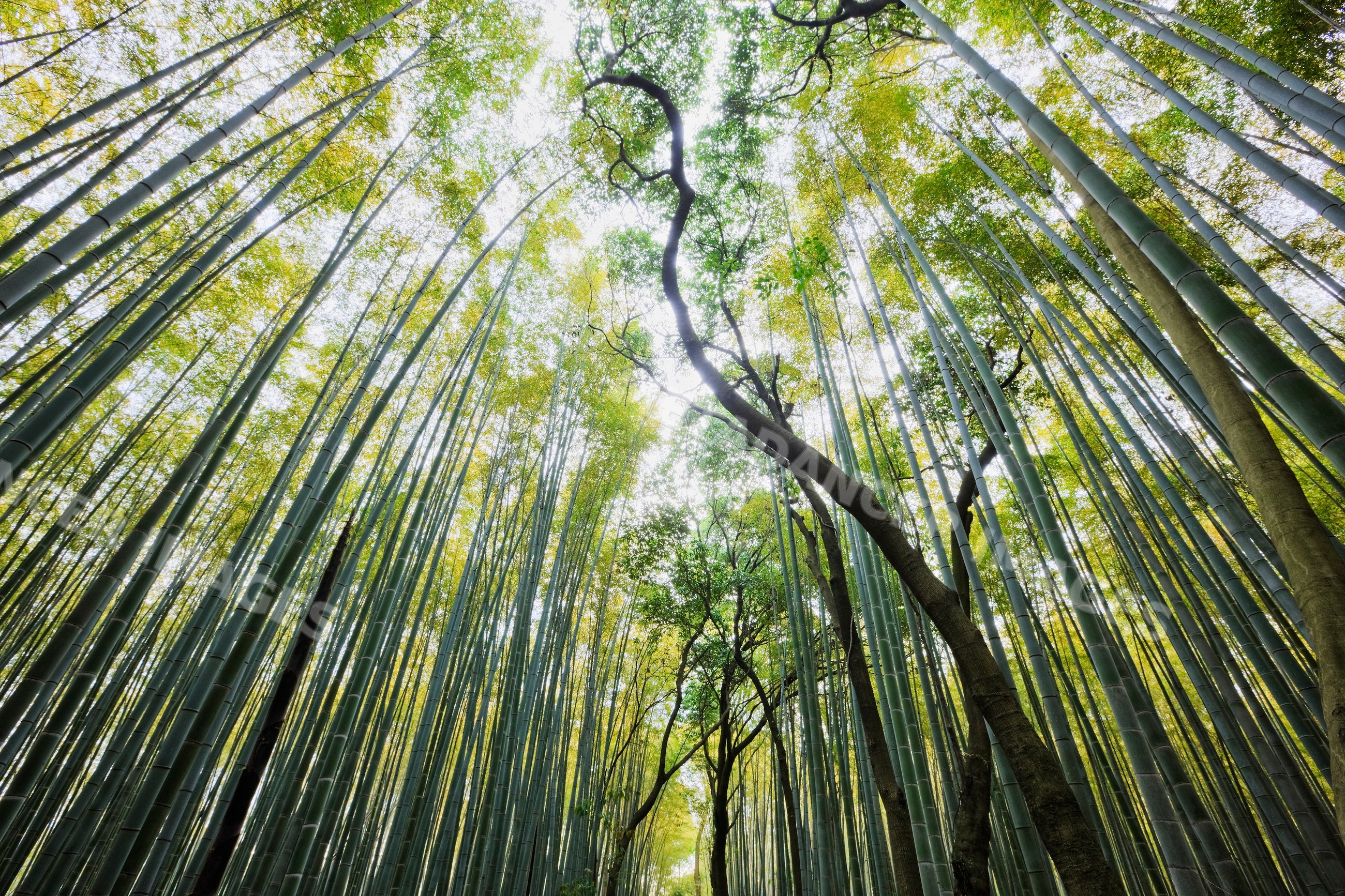 Bamboo forest with tall stalks near tenryū-ji garden kyoto japan
