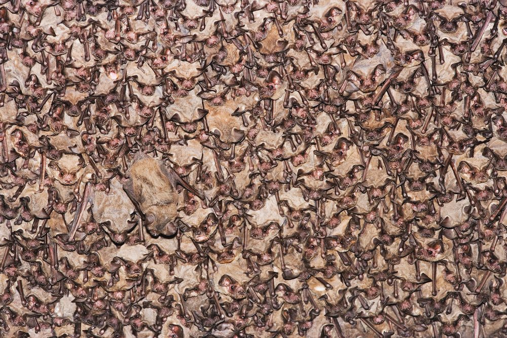 Mexican free-tailed bats roosting in dense colony