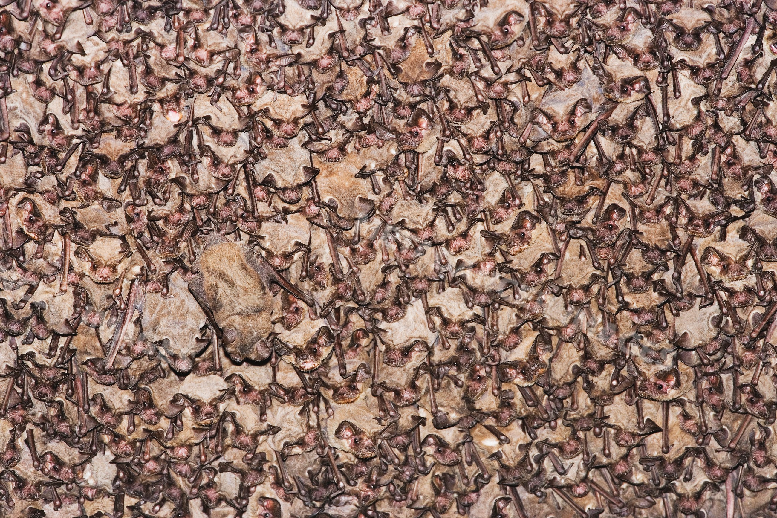 Mexican free-tailed bats roosting in dense colony