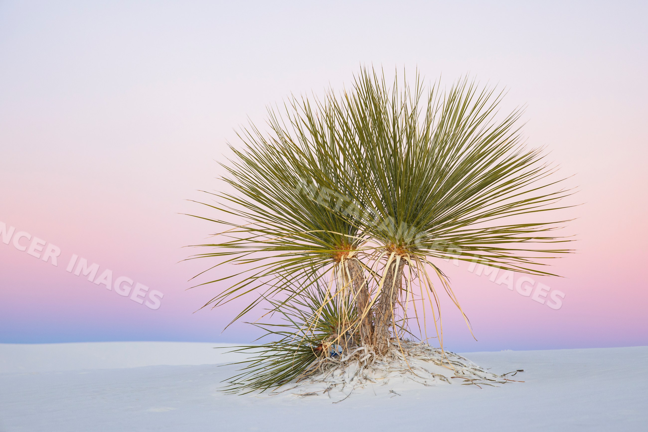 Soaptree yucca on white sand dunes at dusk in New Mexico desert