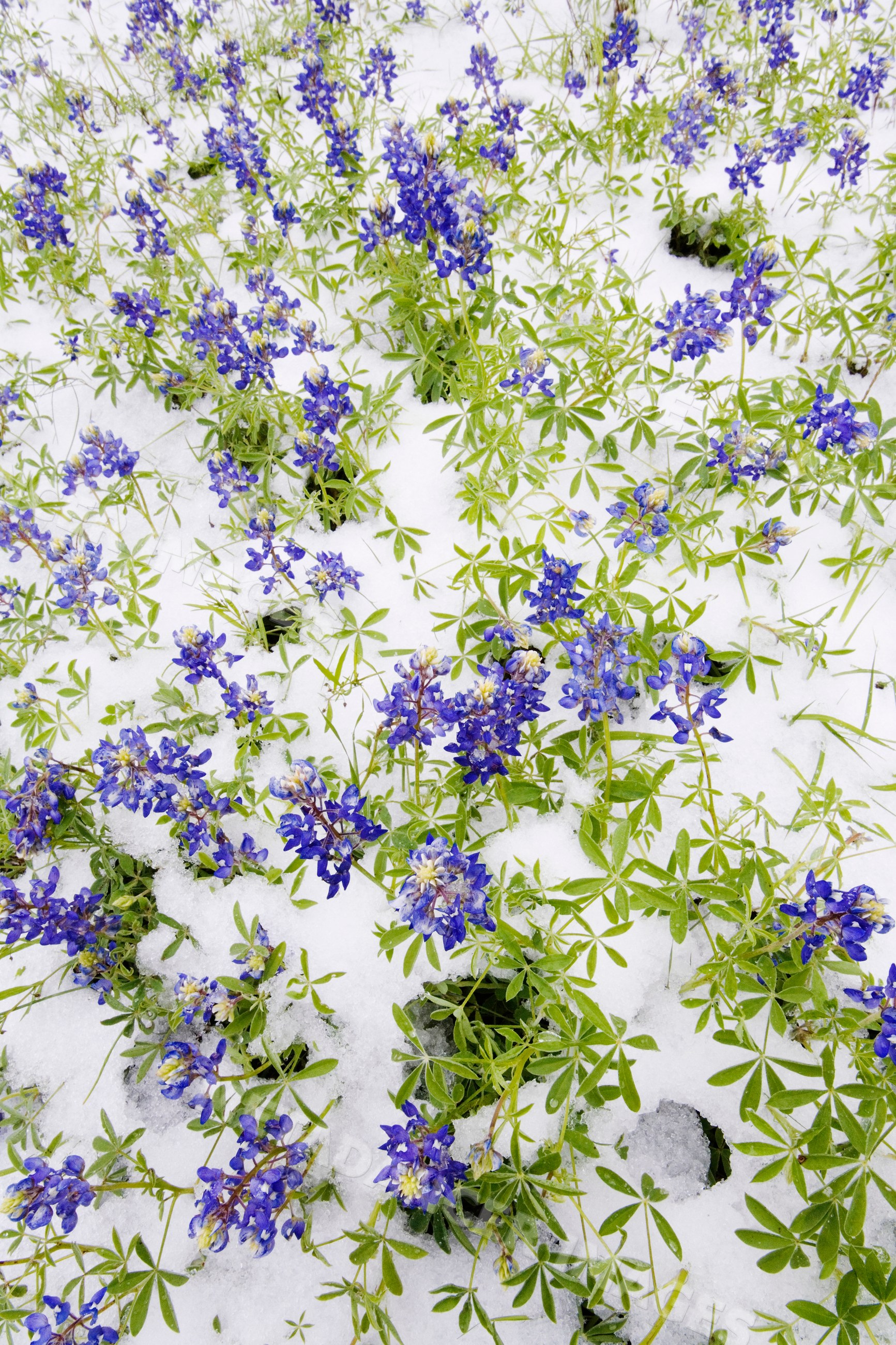 Bluebonnets blooming