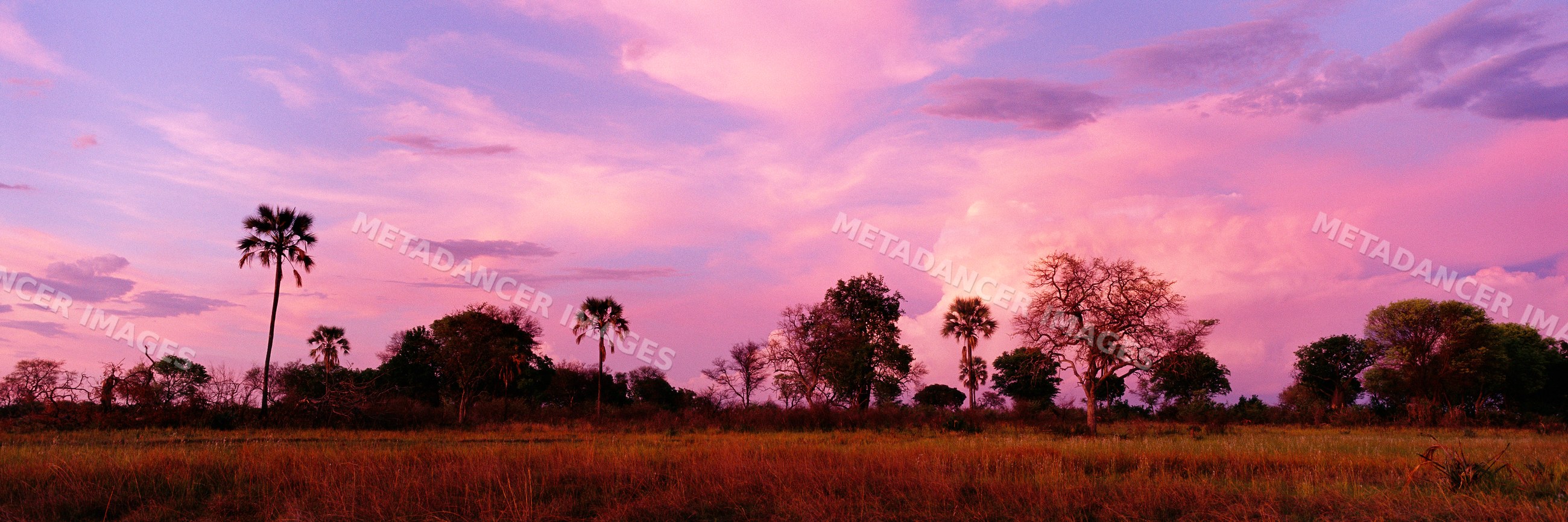 Sunset sky over African savanna with palm trees