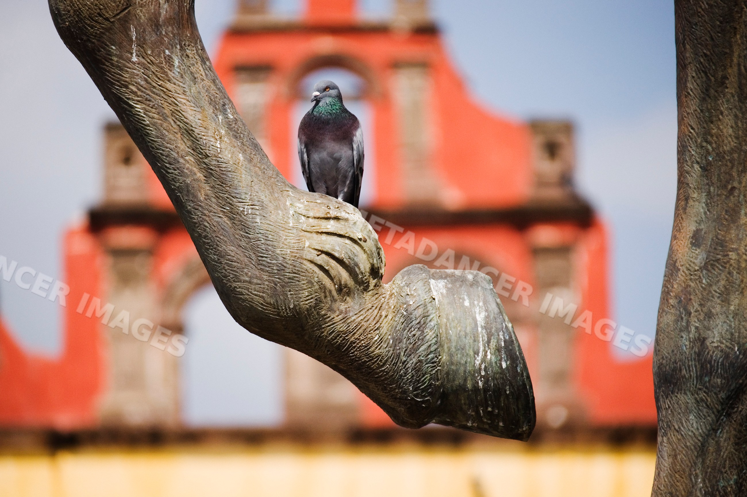 Pigeon perched on stone statue mexico