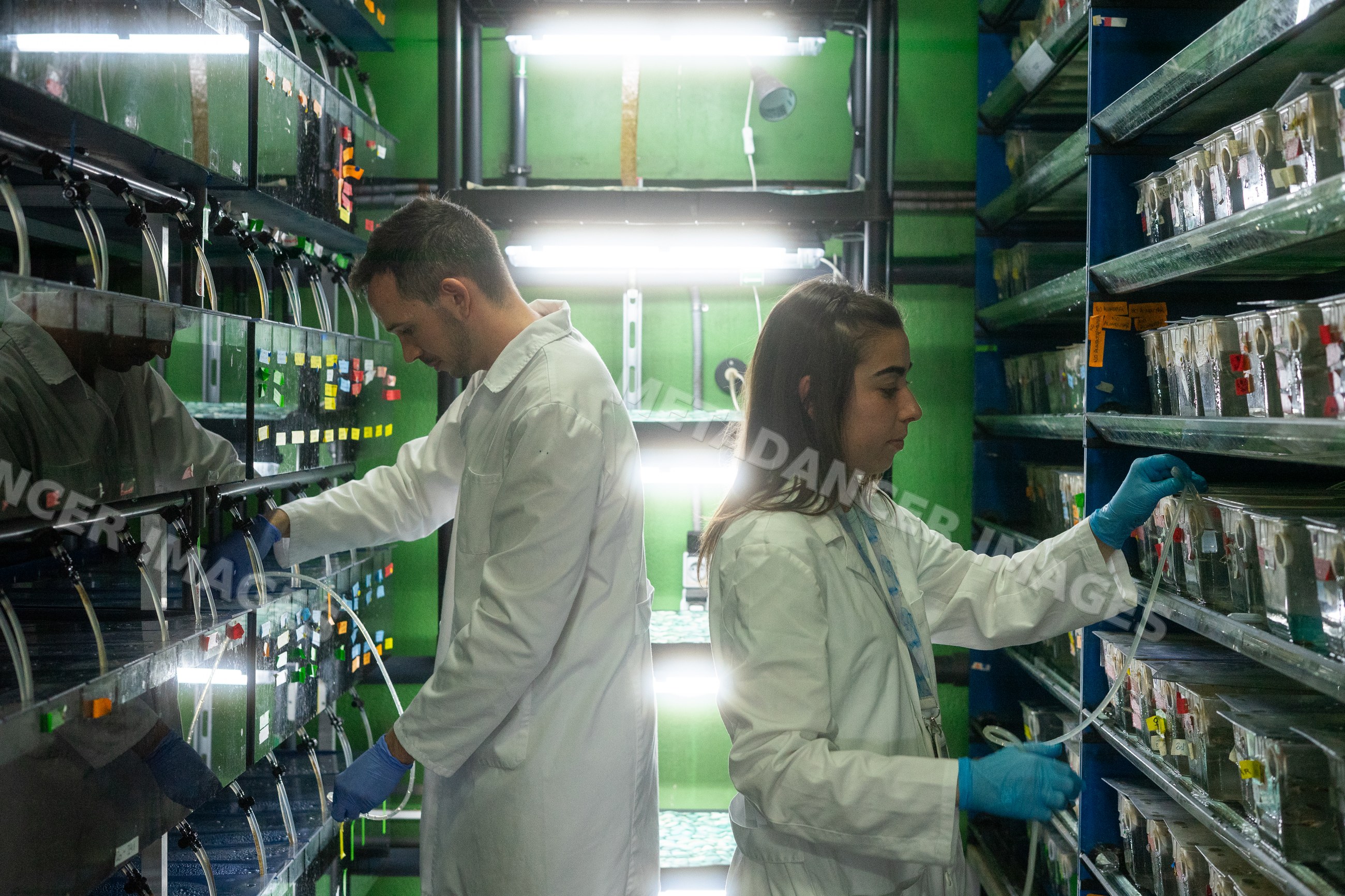 Two scientists work with aquarium tanks