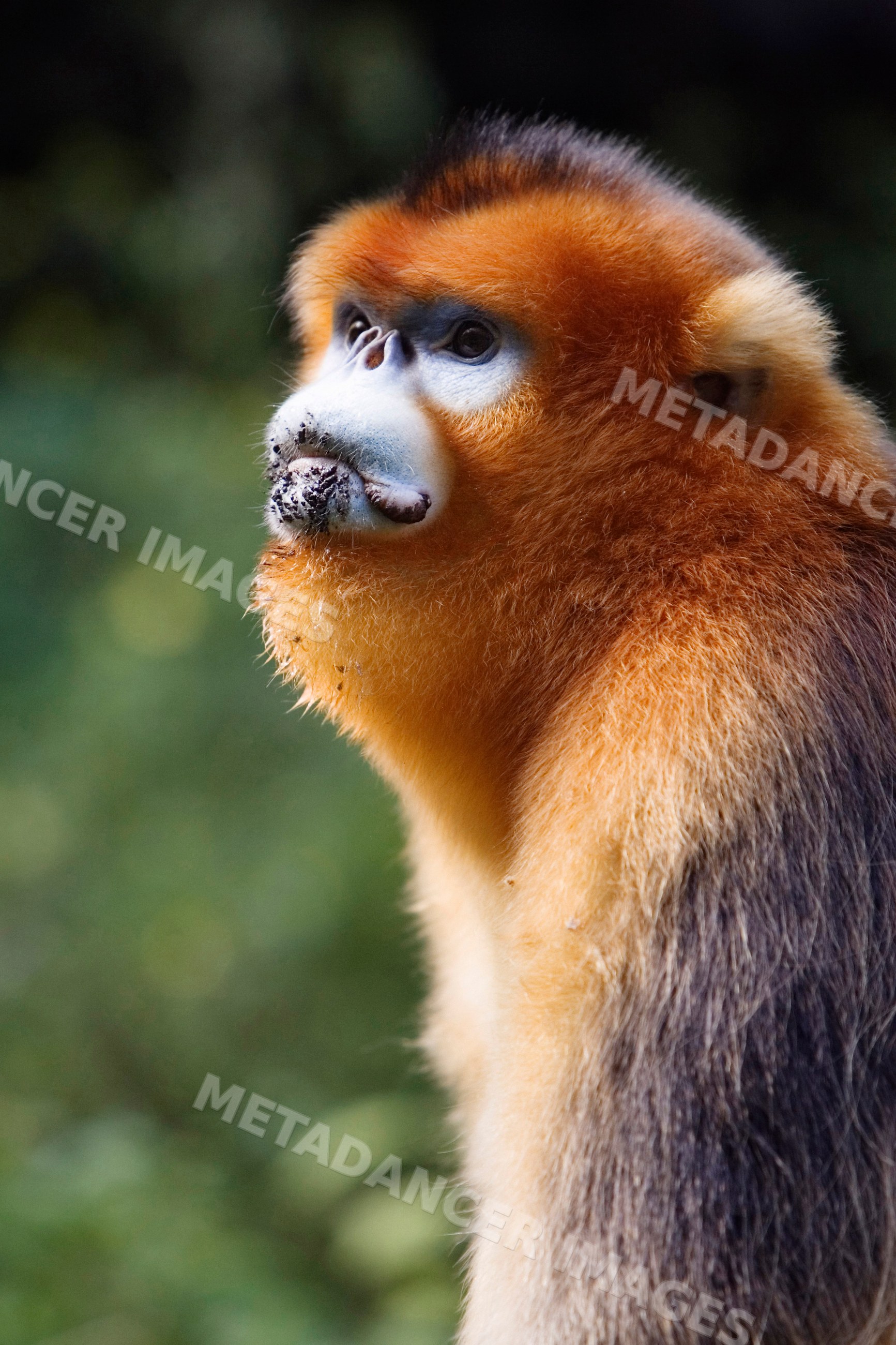 Golden monkey portrait china