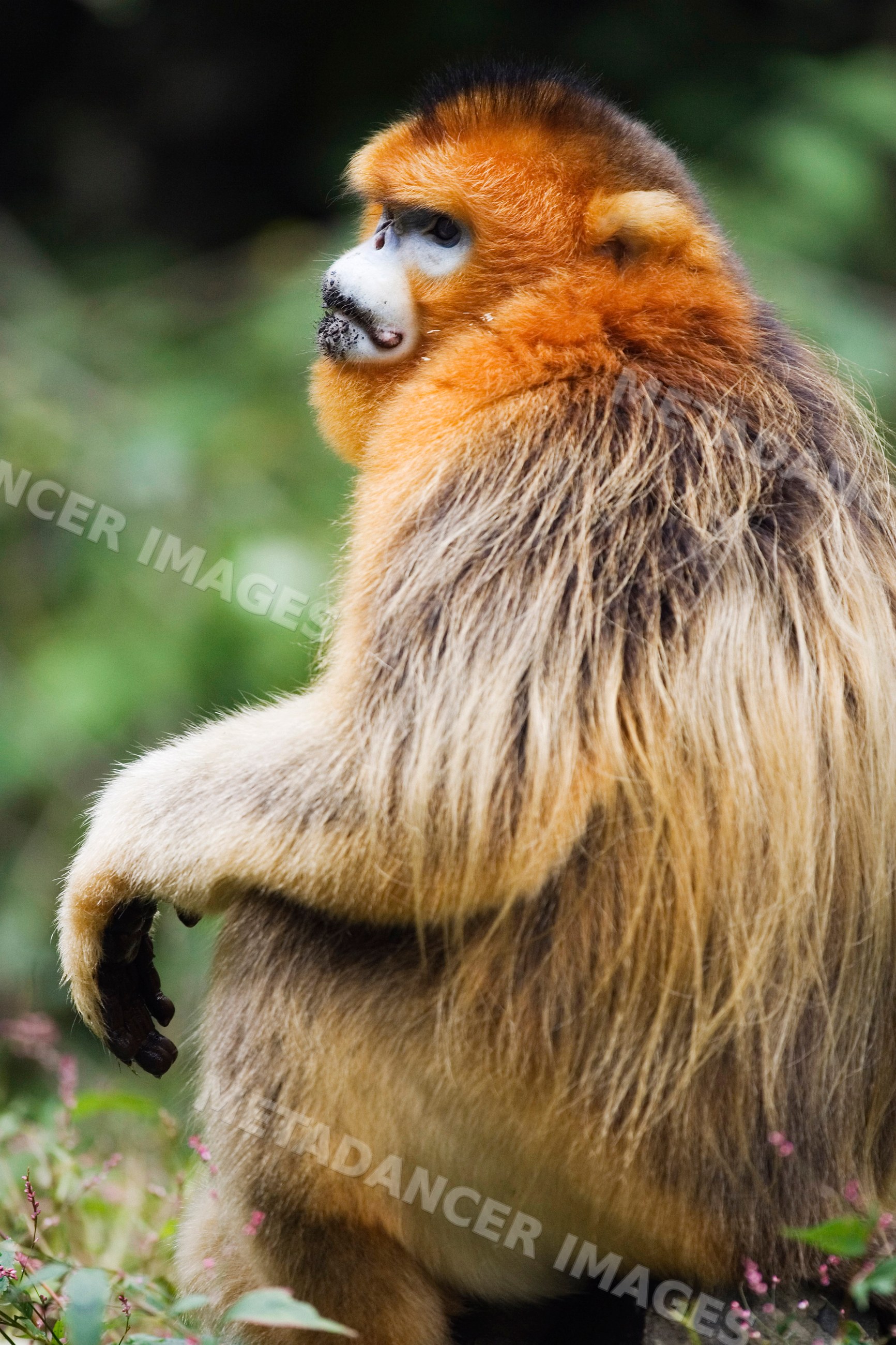 Golden monkey with vibrant orange fur china