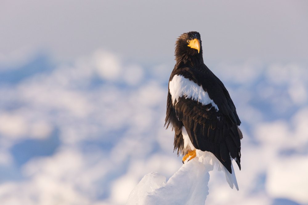 Steller's sea eagle perched on ice, japan
