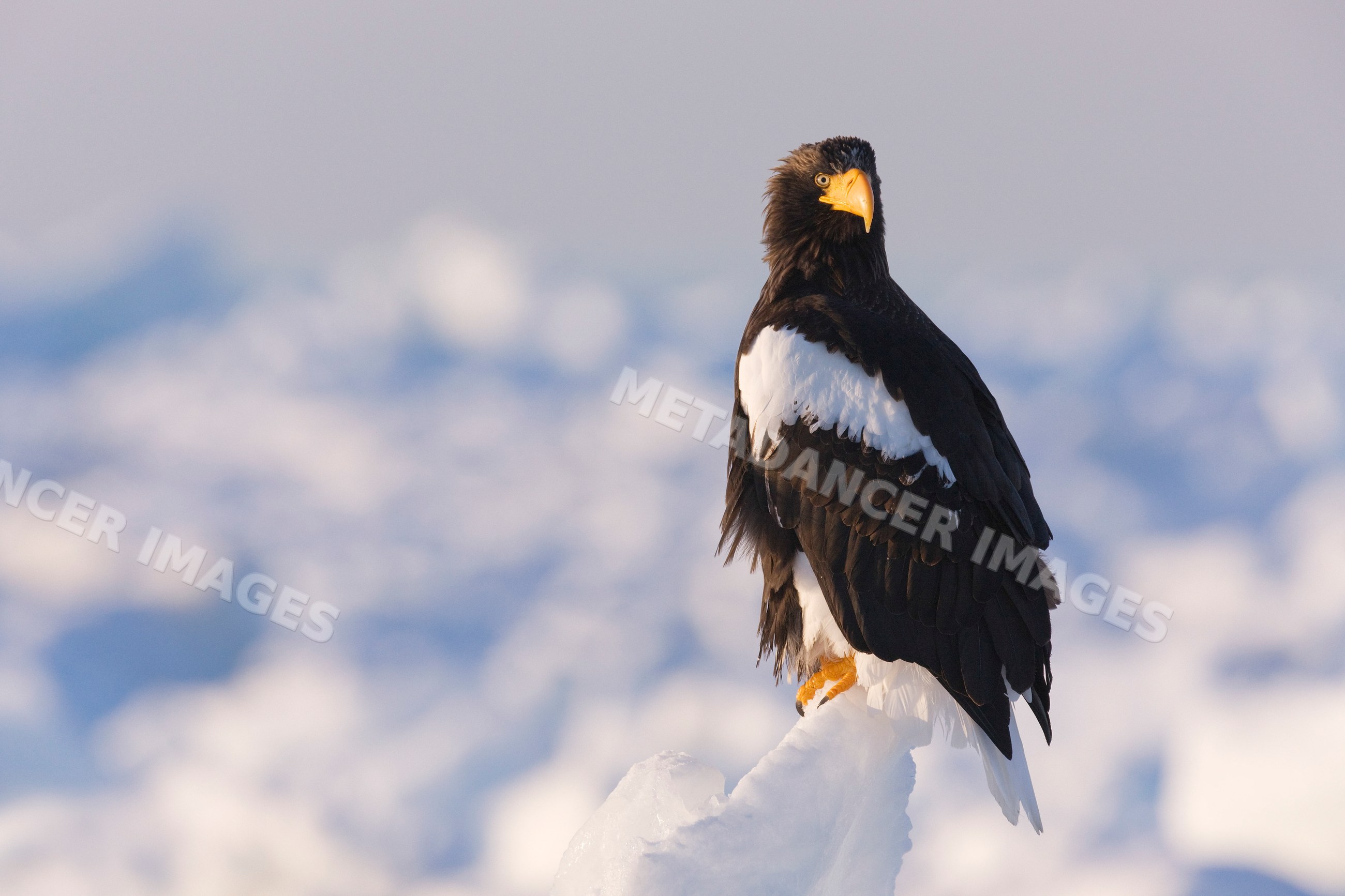 Steller's sea eagle perched on ice, japan